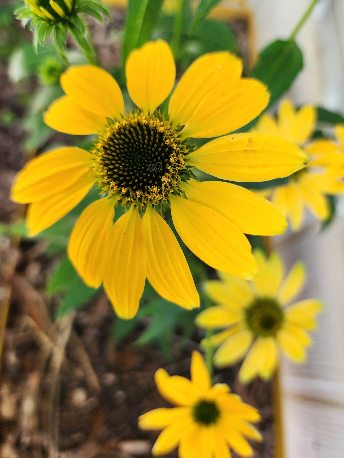 Mellow Yellow Coneflower (Echinacea)