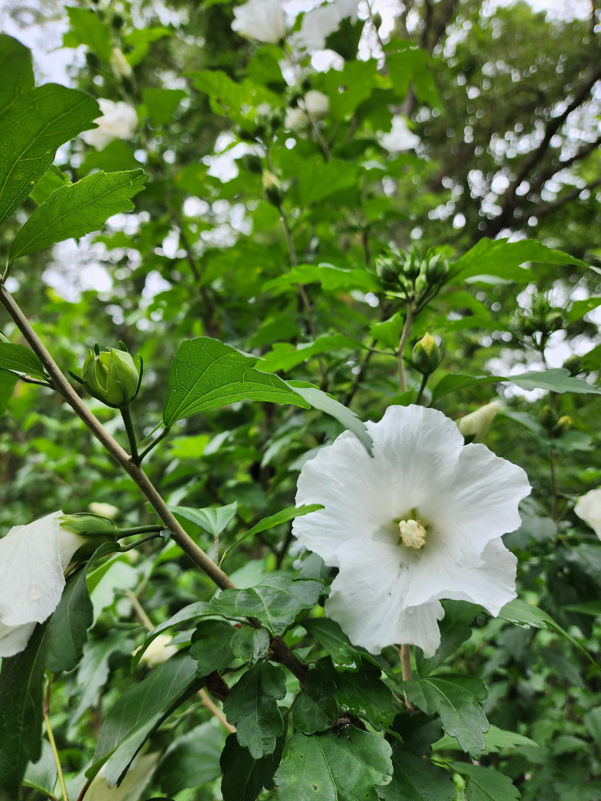 White Rose of Sharon