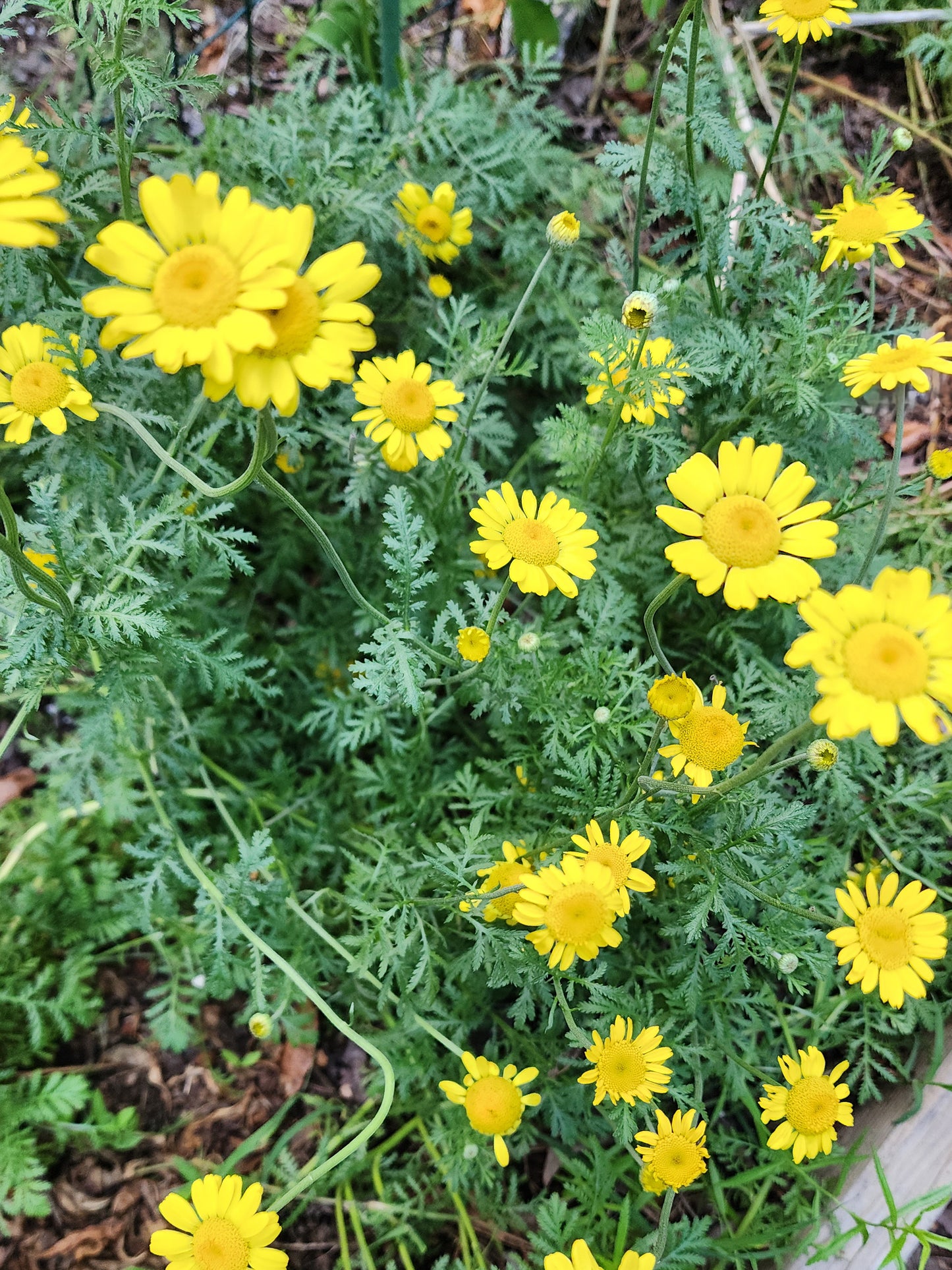 Yellow Feverfew