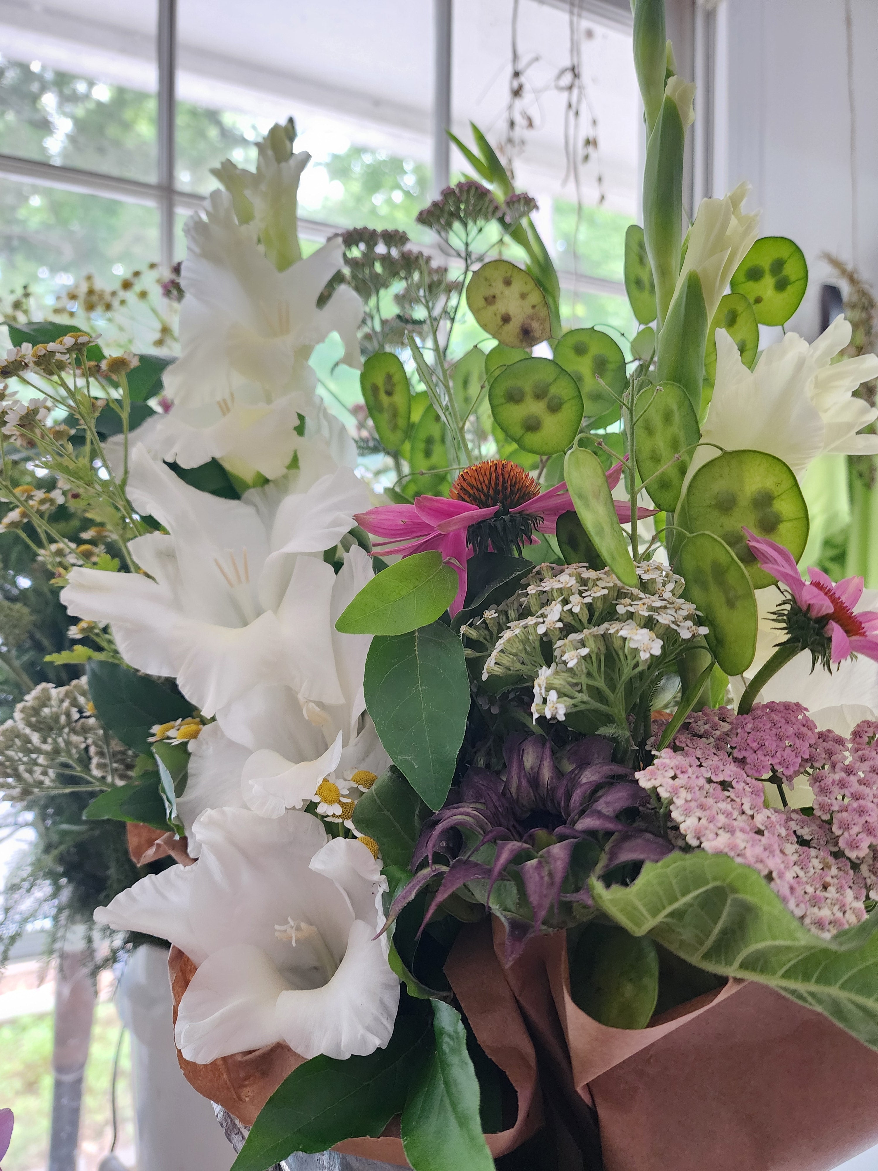 money silver dollar plant Silver Dollar Money Plant – Tomorrow's Garden
