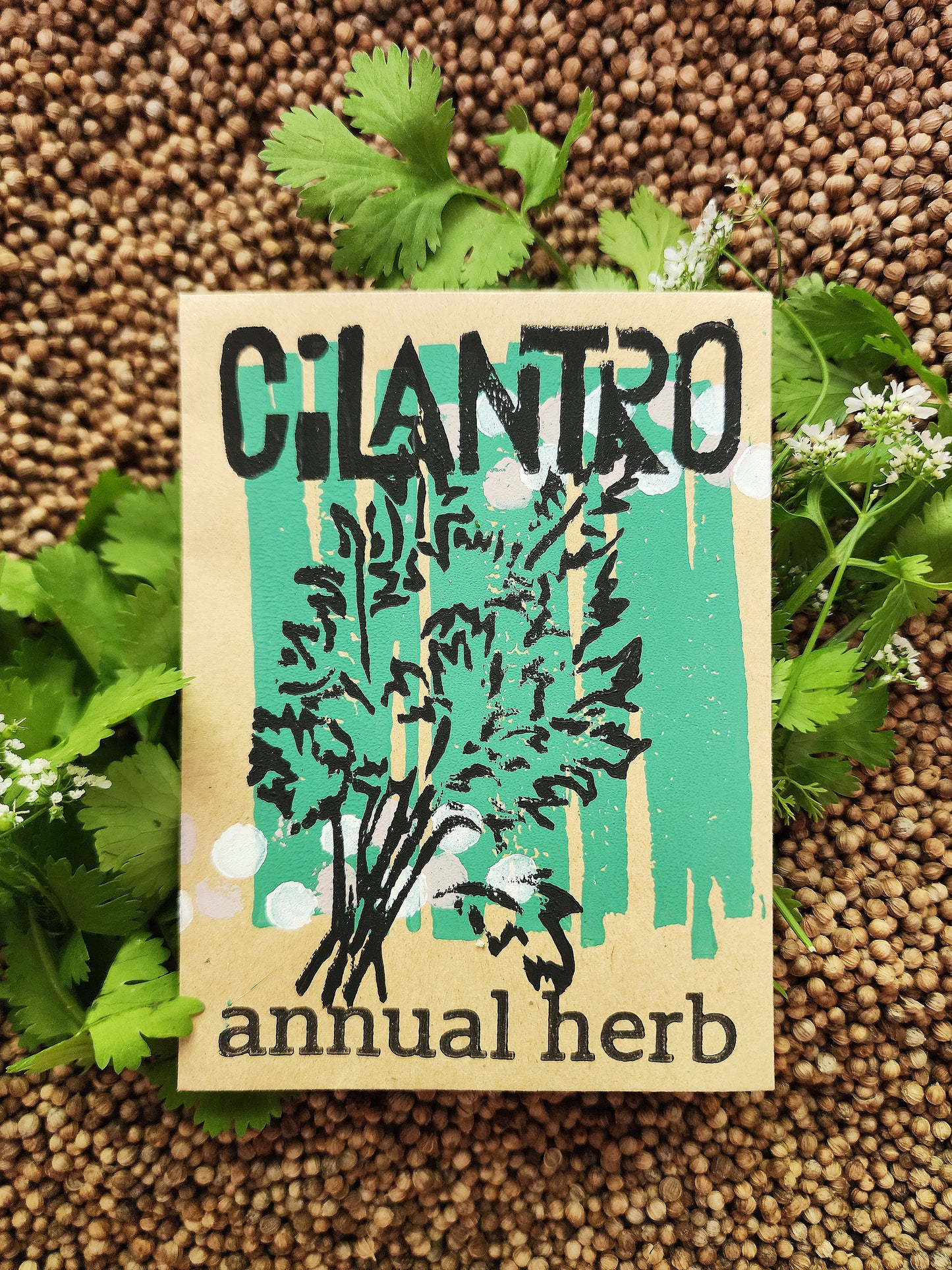 Cilantro