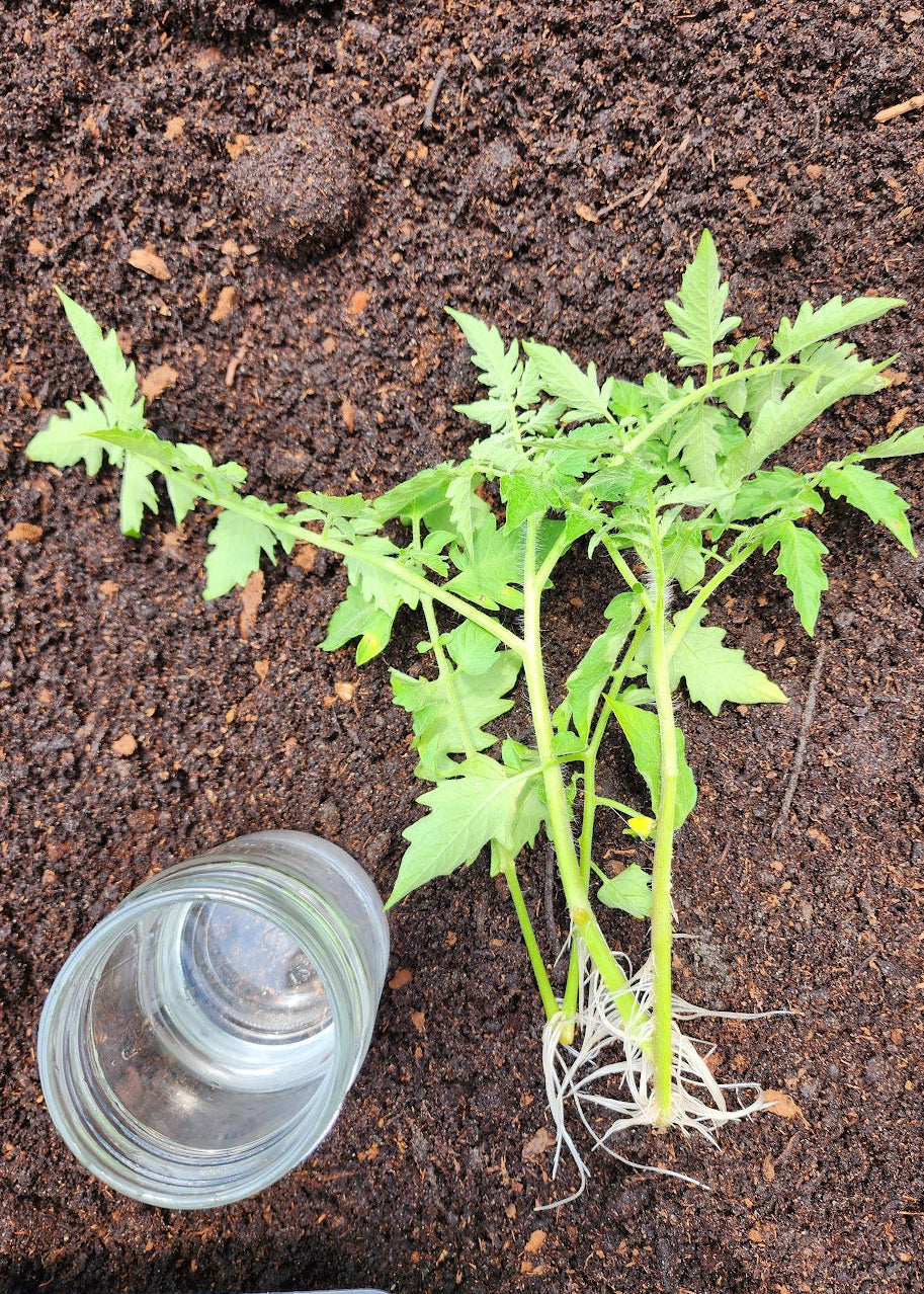 Stout Ollies Compost