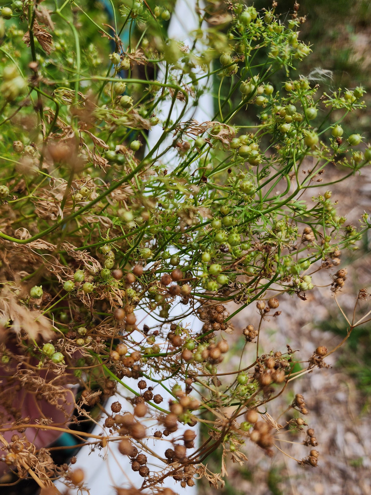 Cilantro