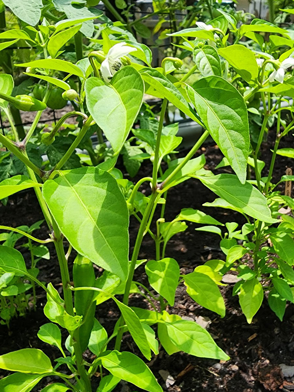 Hawk's Claw Hot Pepper