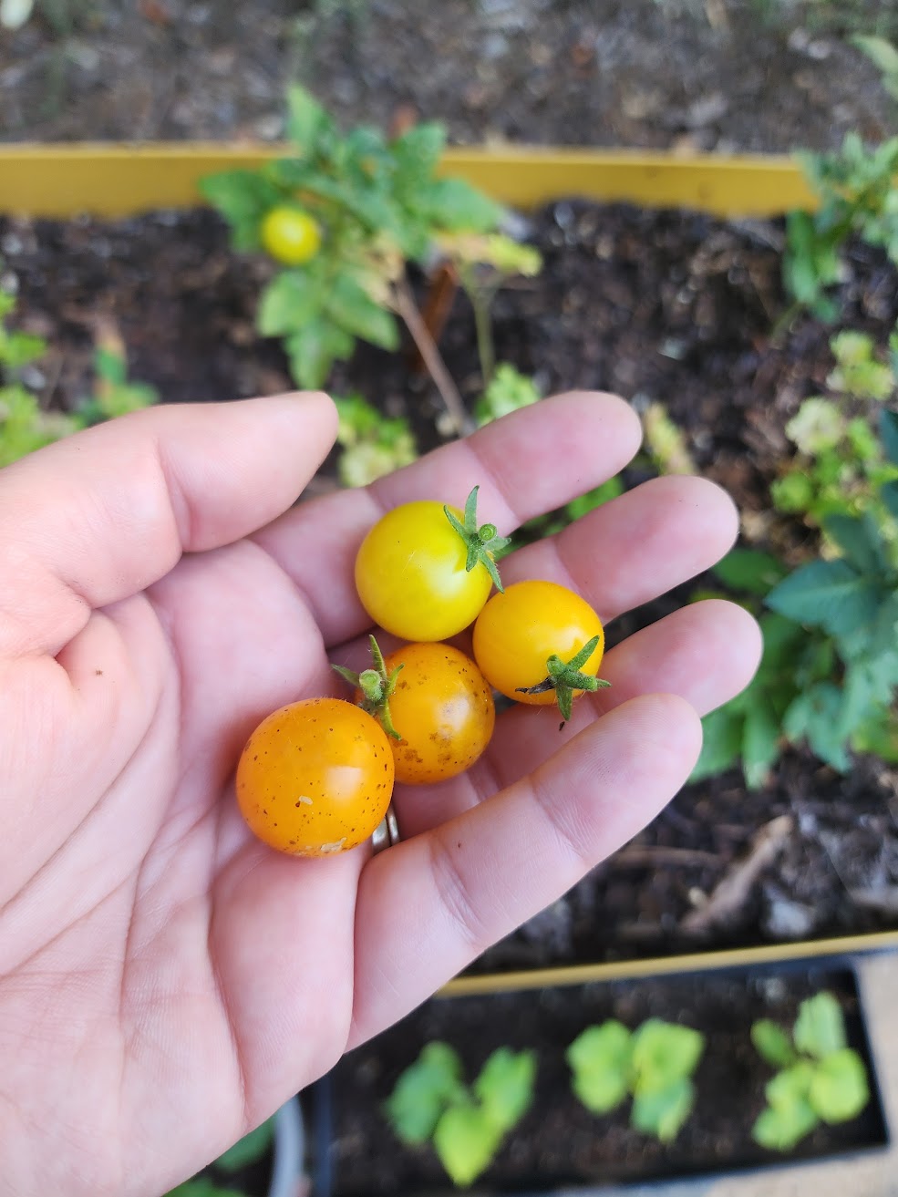 Orange Hat Cherry Microdwarf Tomato