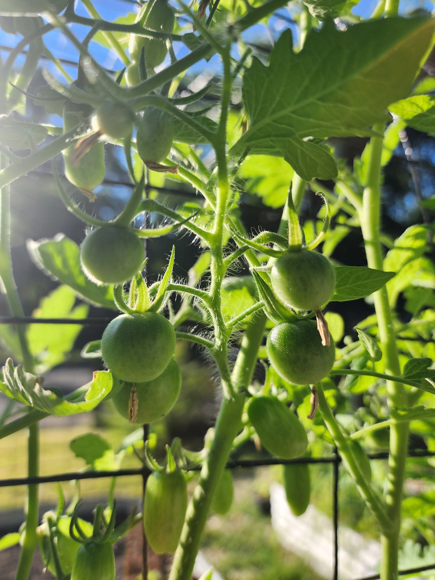 Green Doctor Cherry Tomato