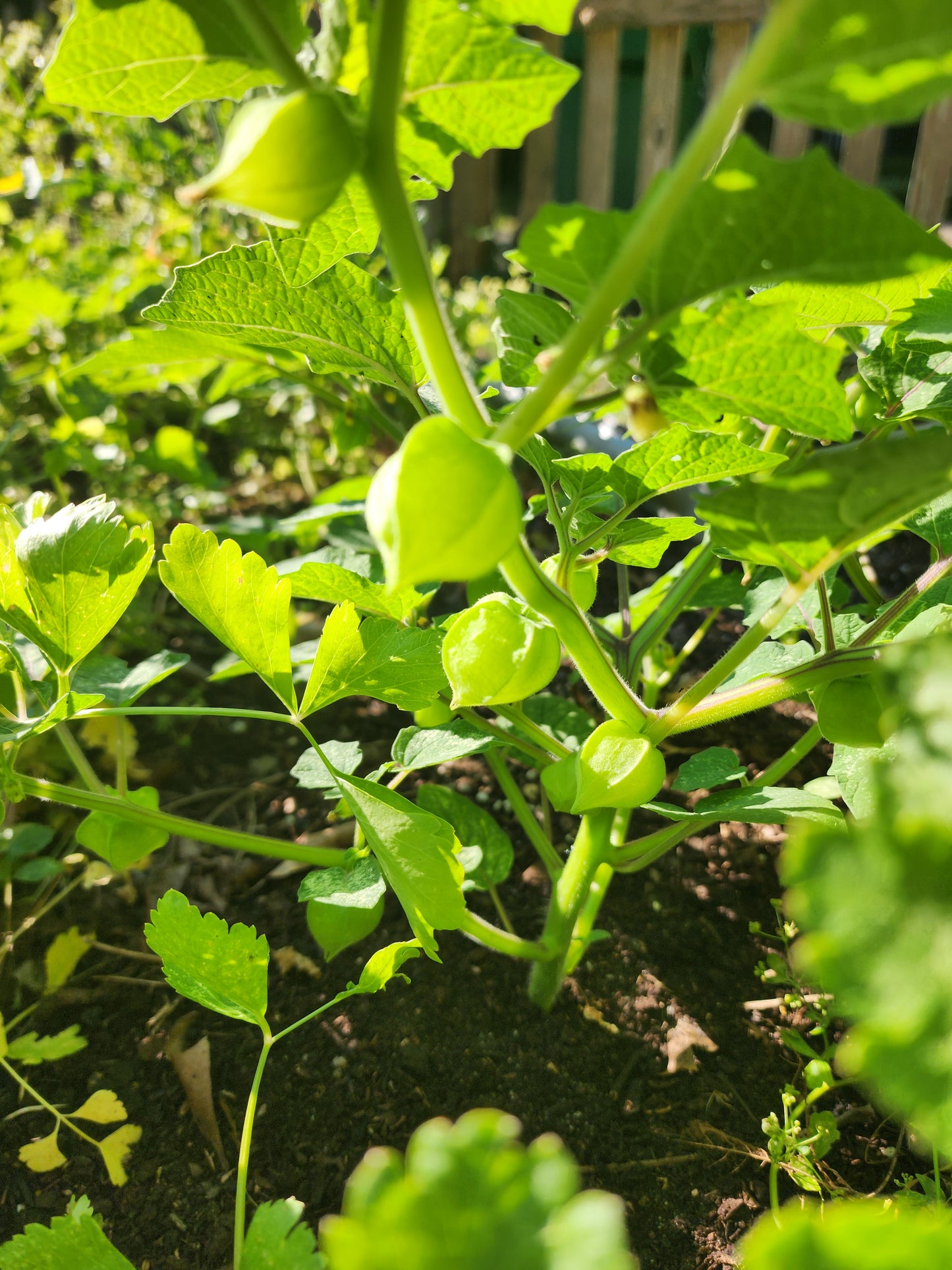 Aunt Molly's Ground Cherry