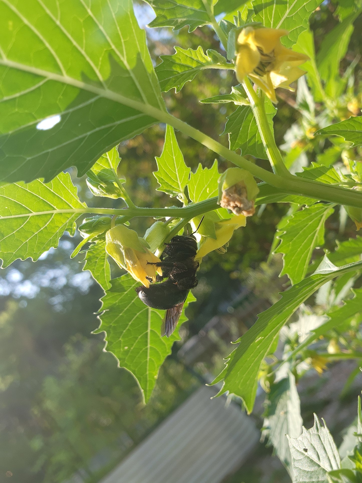 Green Tomatillo