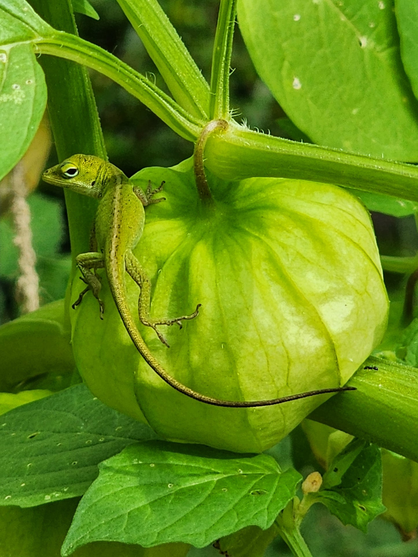 Green Tomatillo