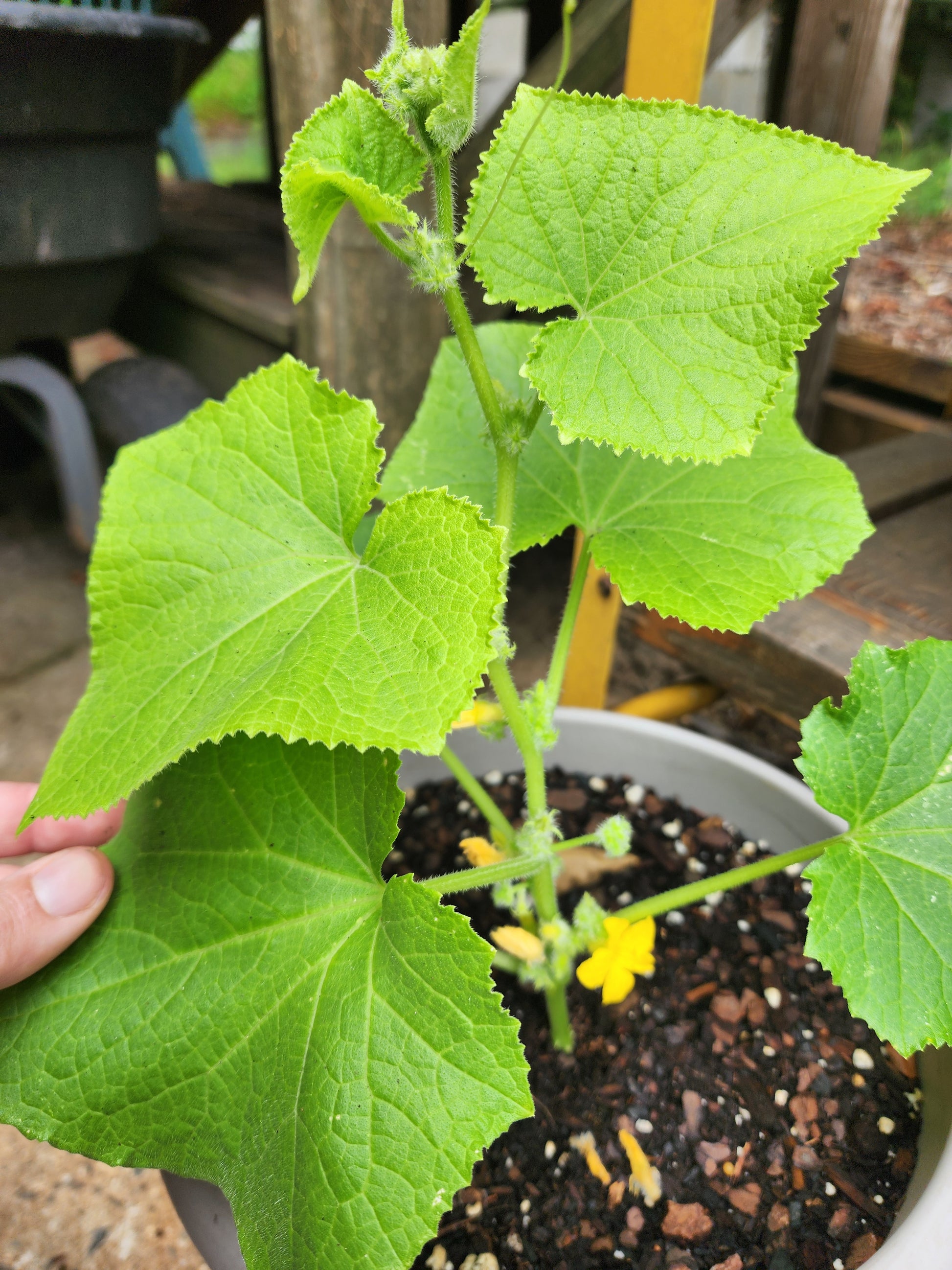 Picklebush Cucumber