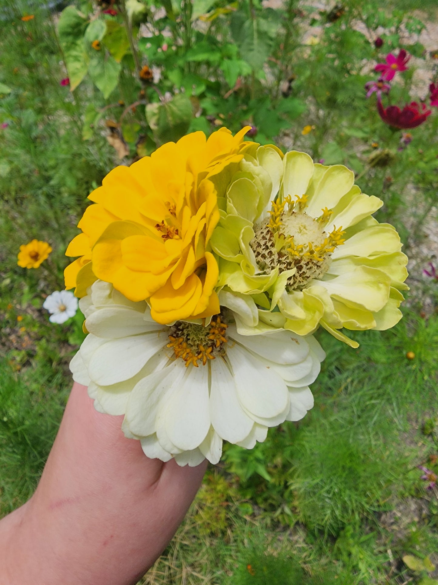 Tomorrow's Zinnia Mix