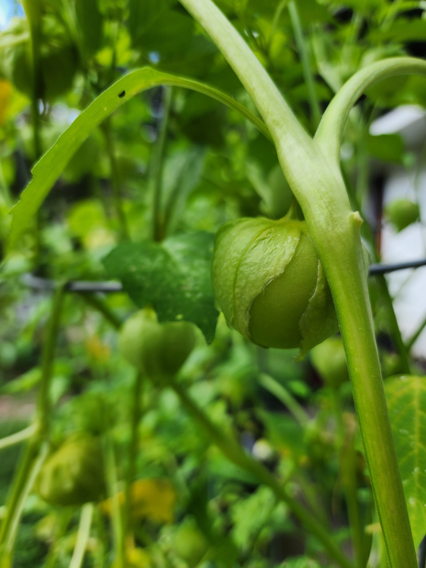 Green Tomatillo