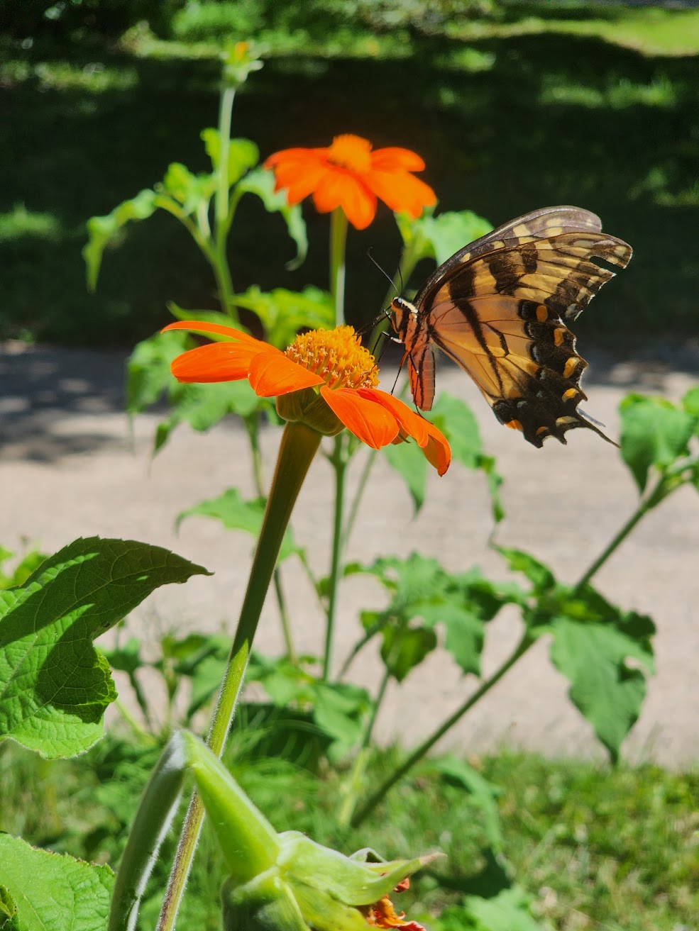 Mexican Sunflower Seeds