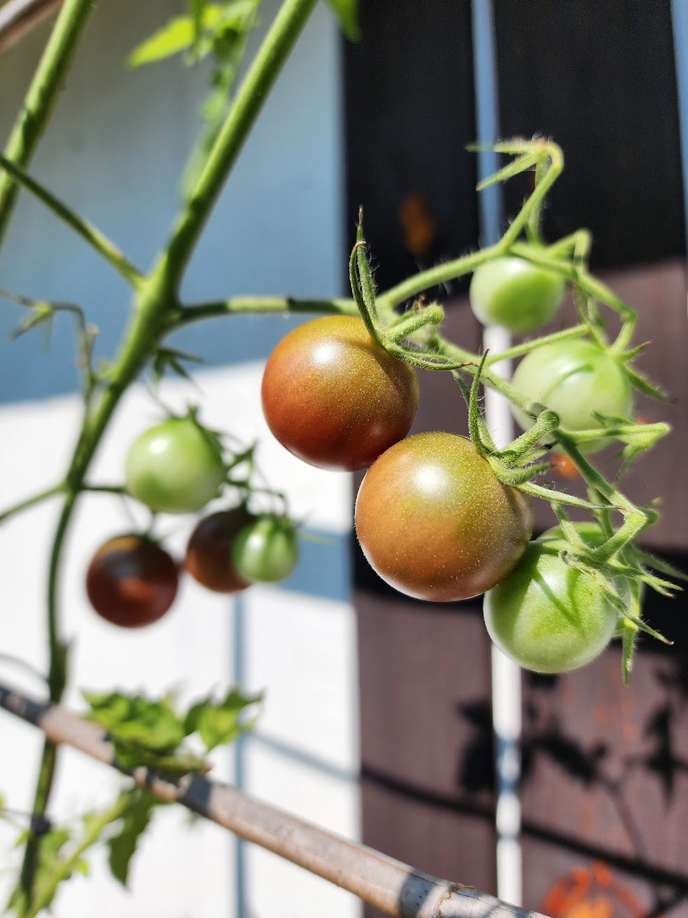 Black Cherry Cherry Tomato