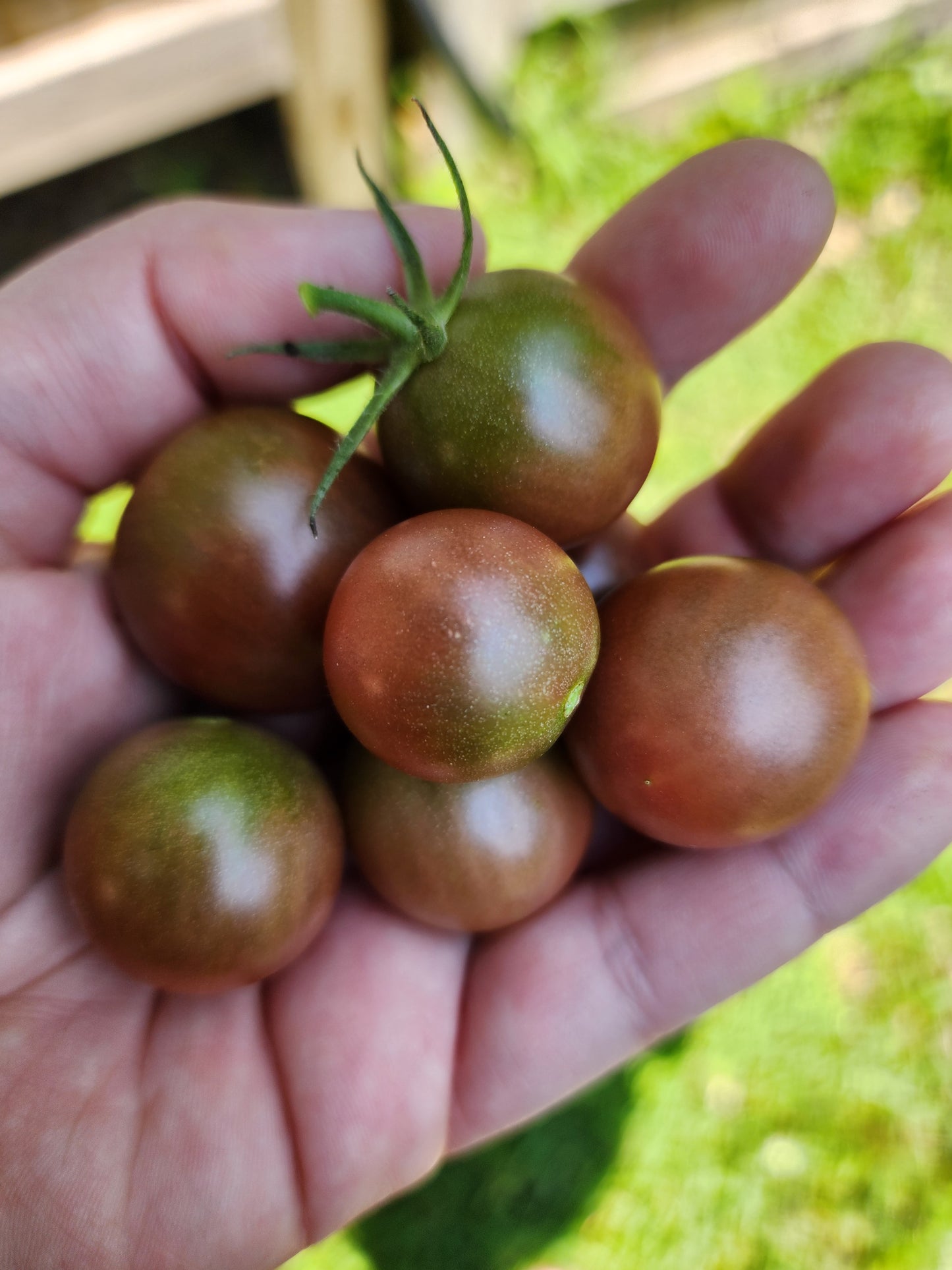 Black Cherry Cherry Tomato