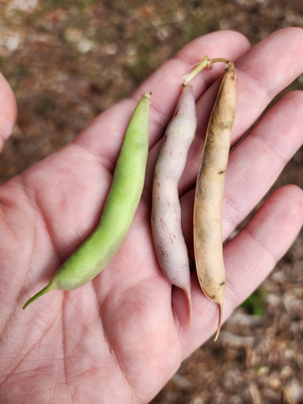 Pinto Shell Bush Bean