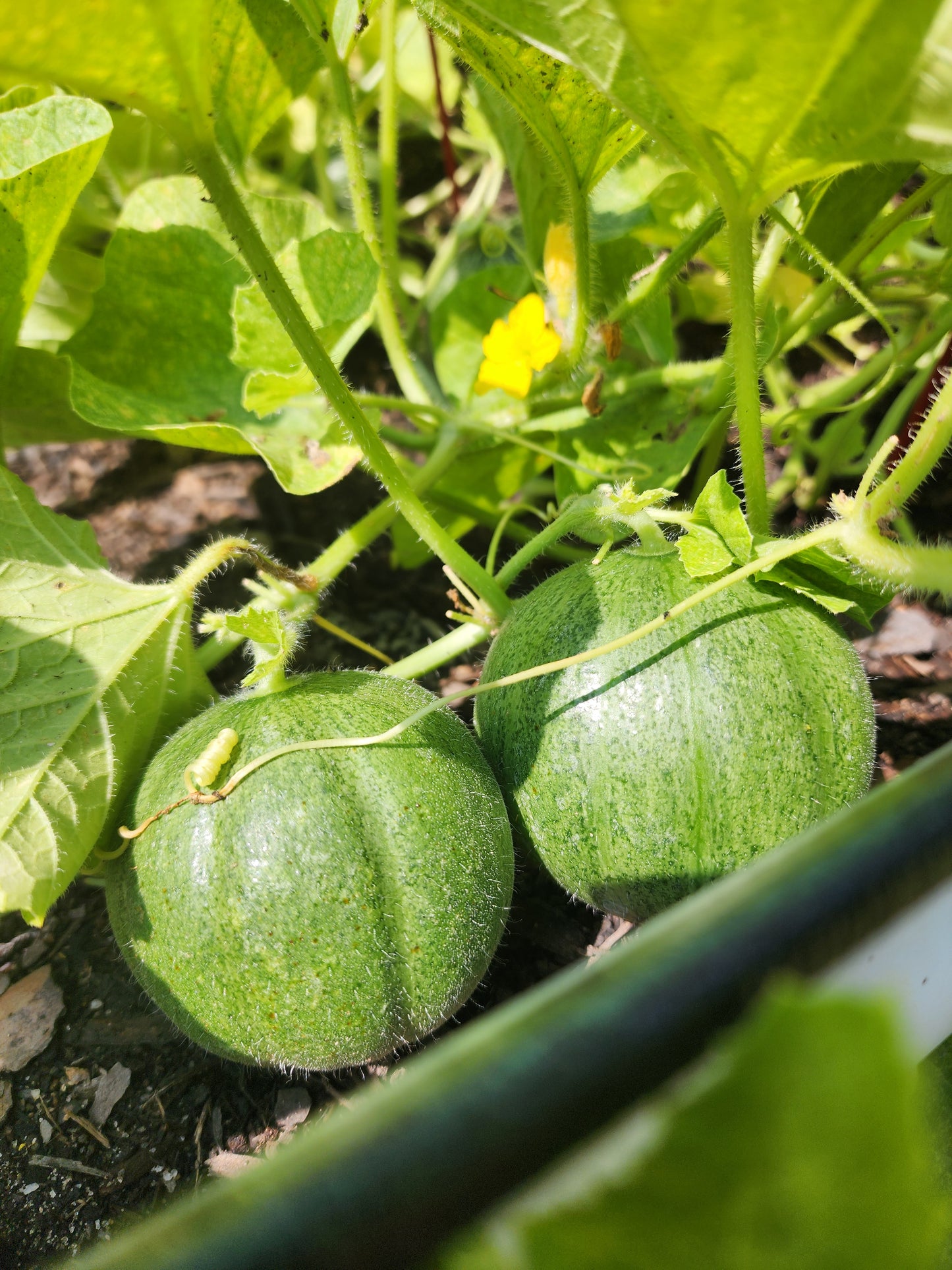 Minnesota Midget Cantaloupe