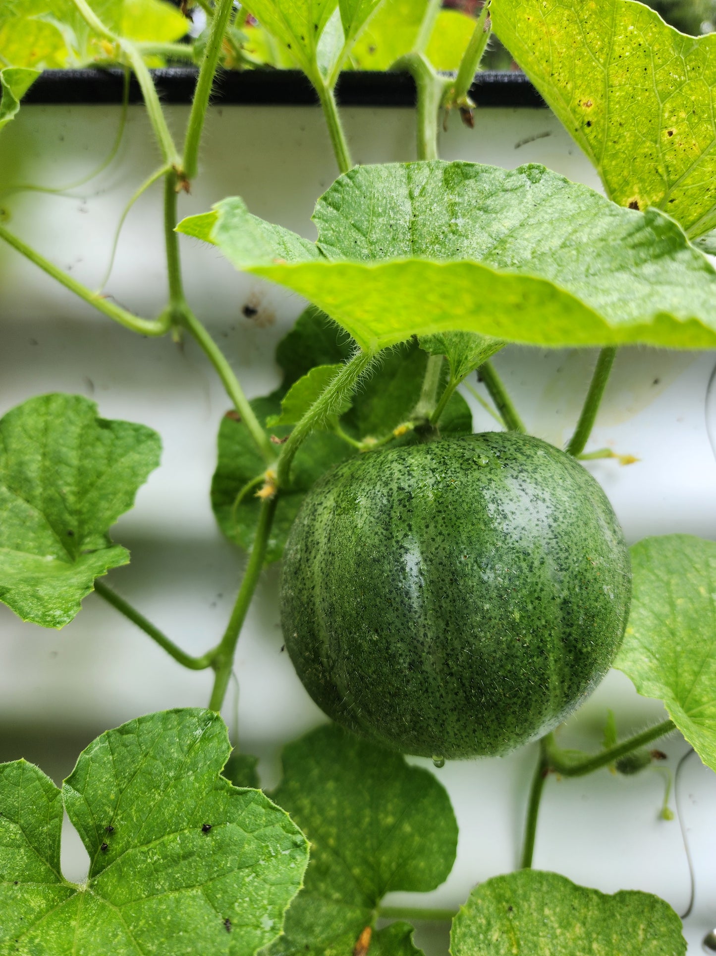 Minnesota Midget Cantaloupe