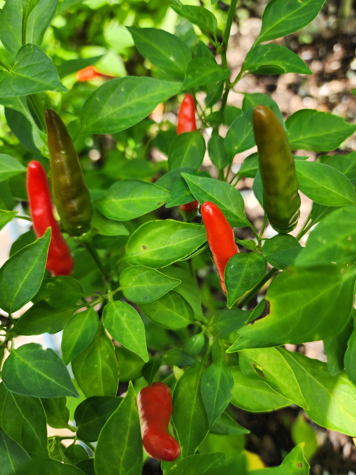 Hawk's Claw Hot Pepper