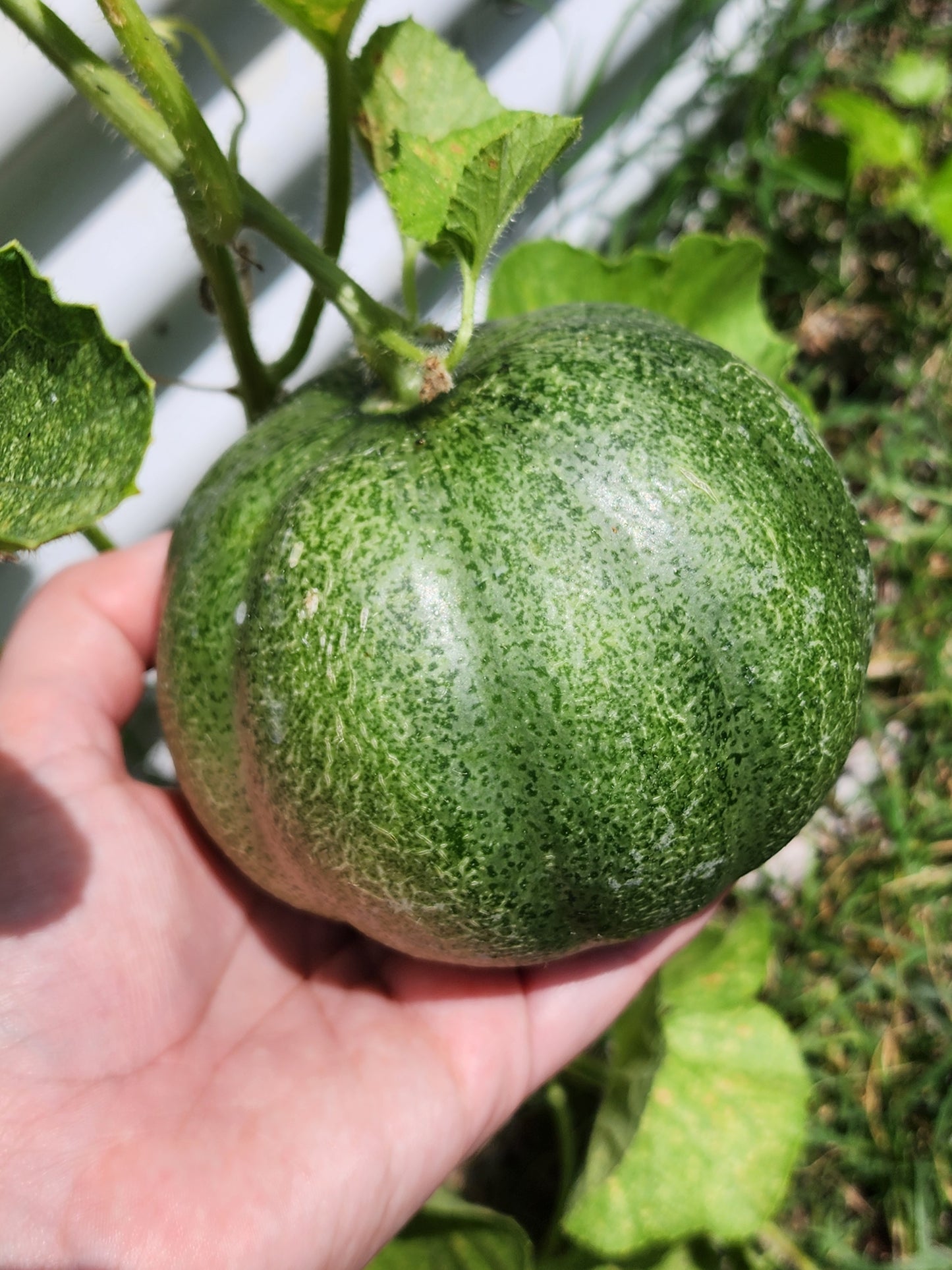 Minnesota Midget Cantaloupe