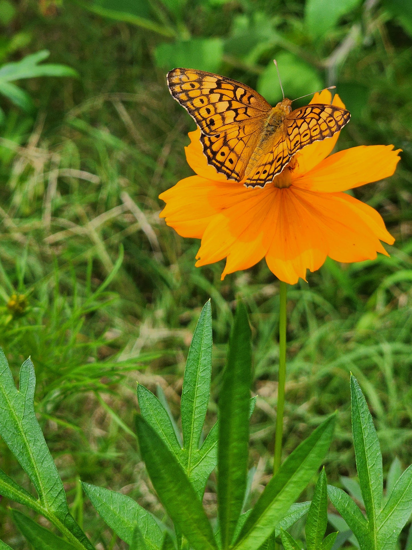 Cosmic Orange Cosmos