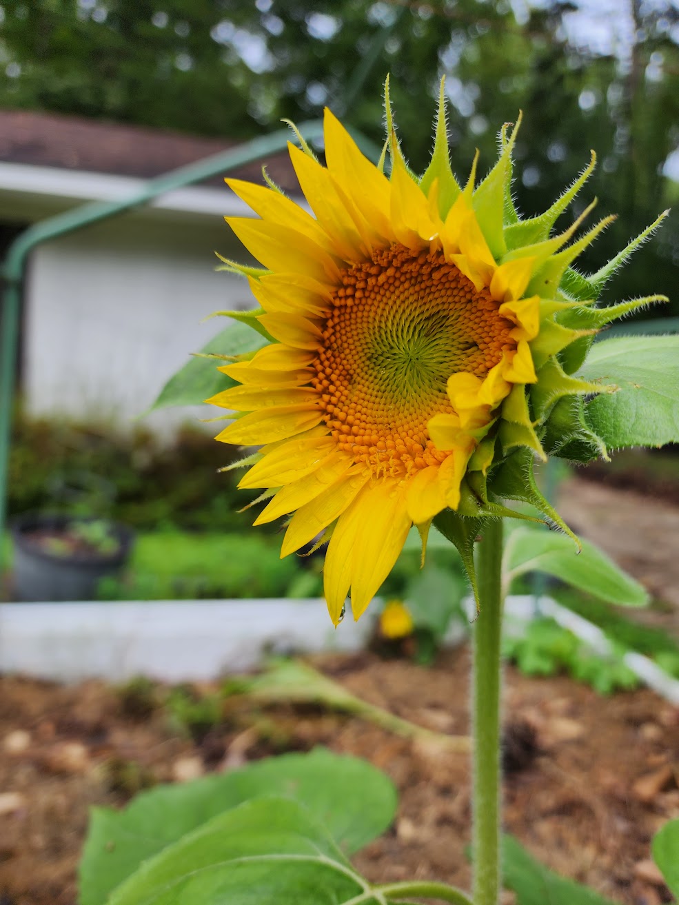Mammoth Sunflower
