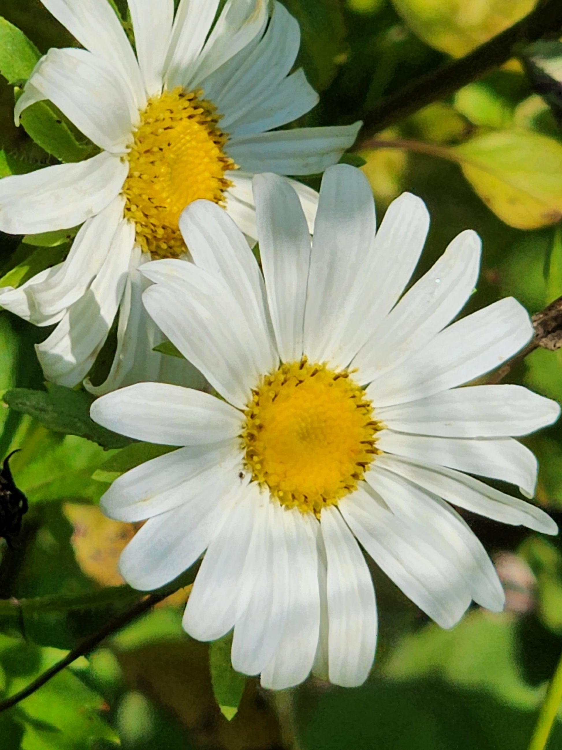 Shasta Daisy