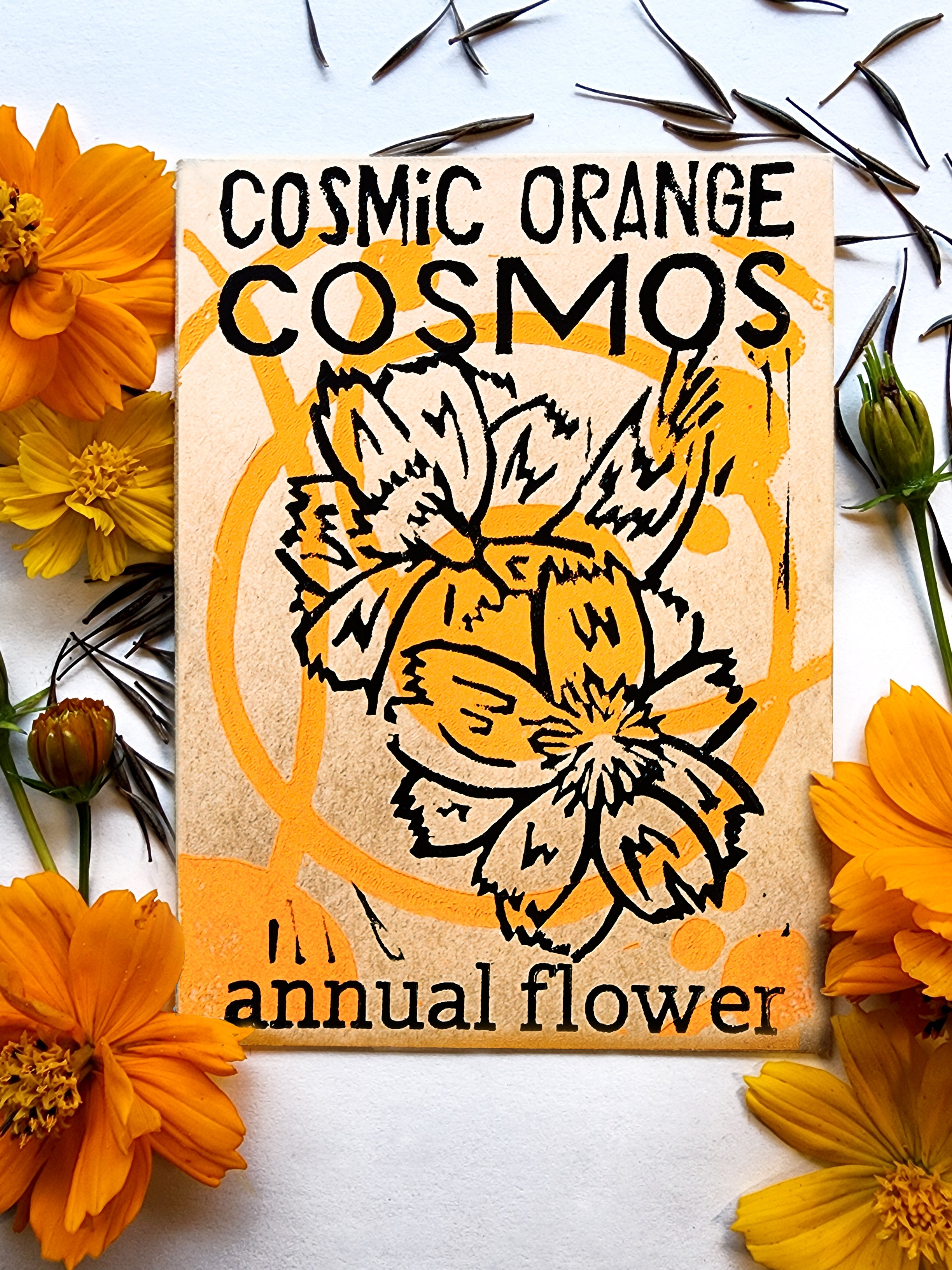 Cosmic Orange Cosmos