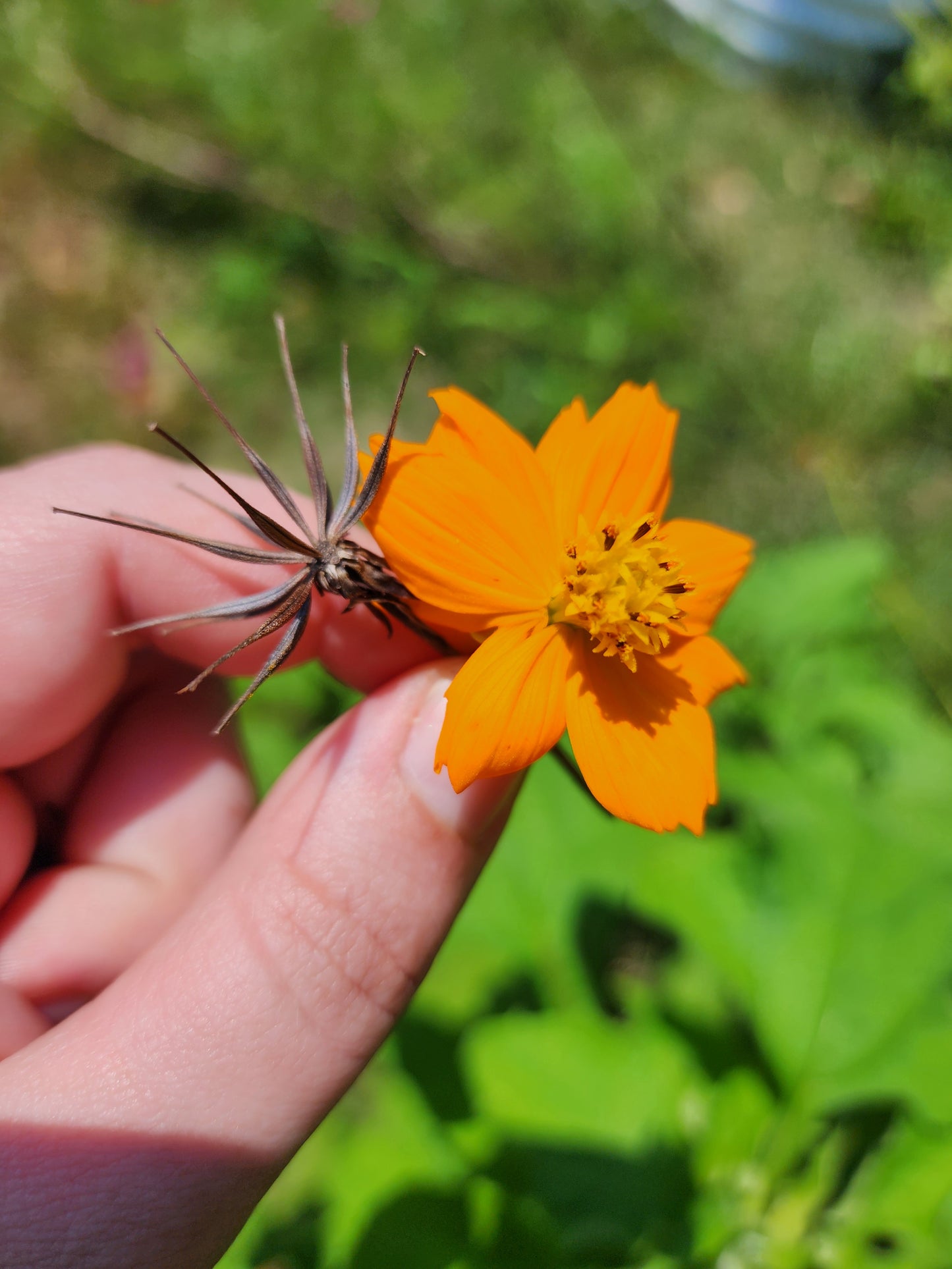 Cosmic Orange Cosmos