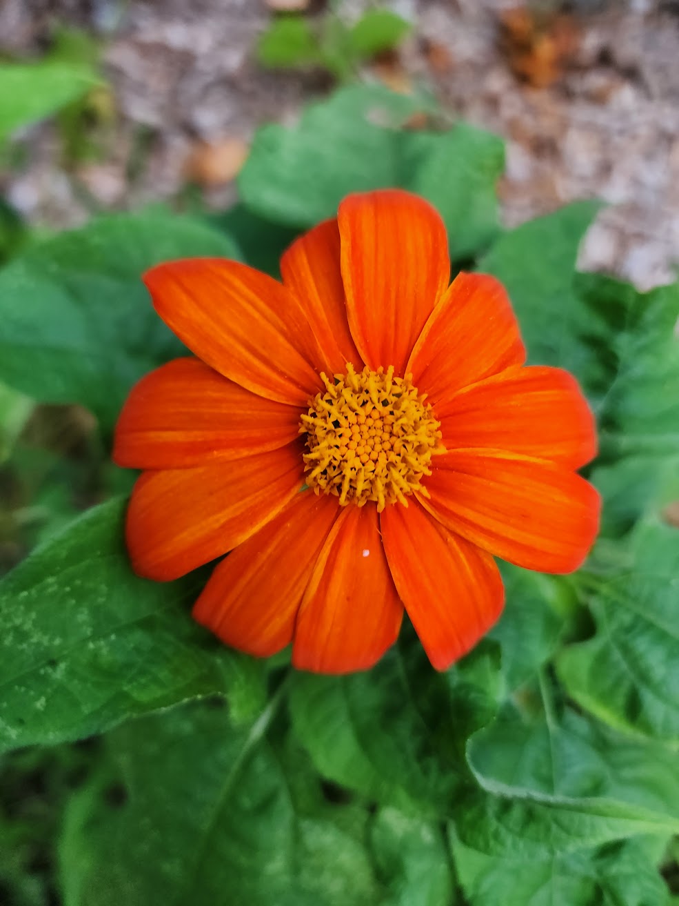 Mexican Sunflower Seeds