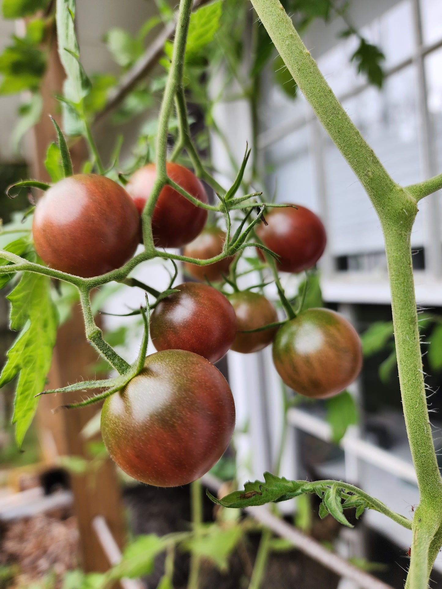 Black Cherry Cherry Tomato