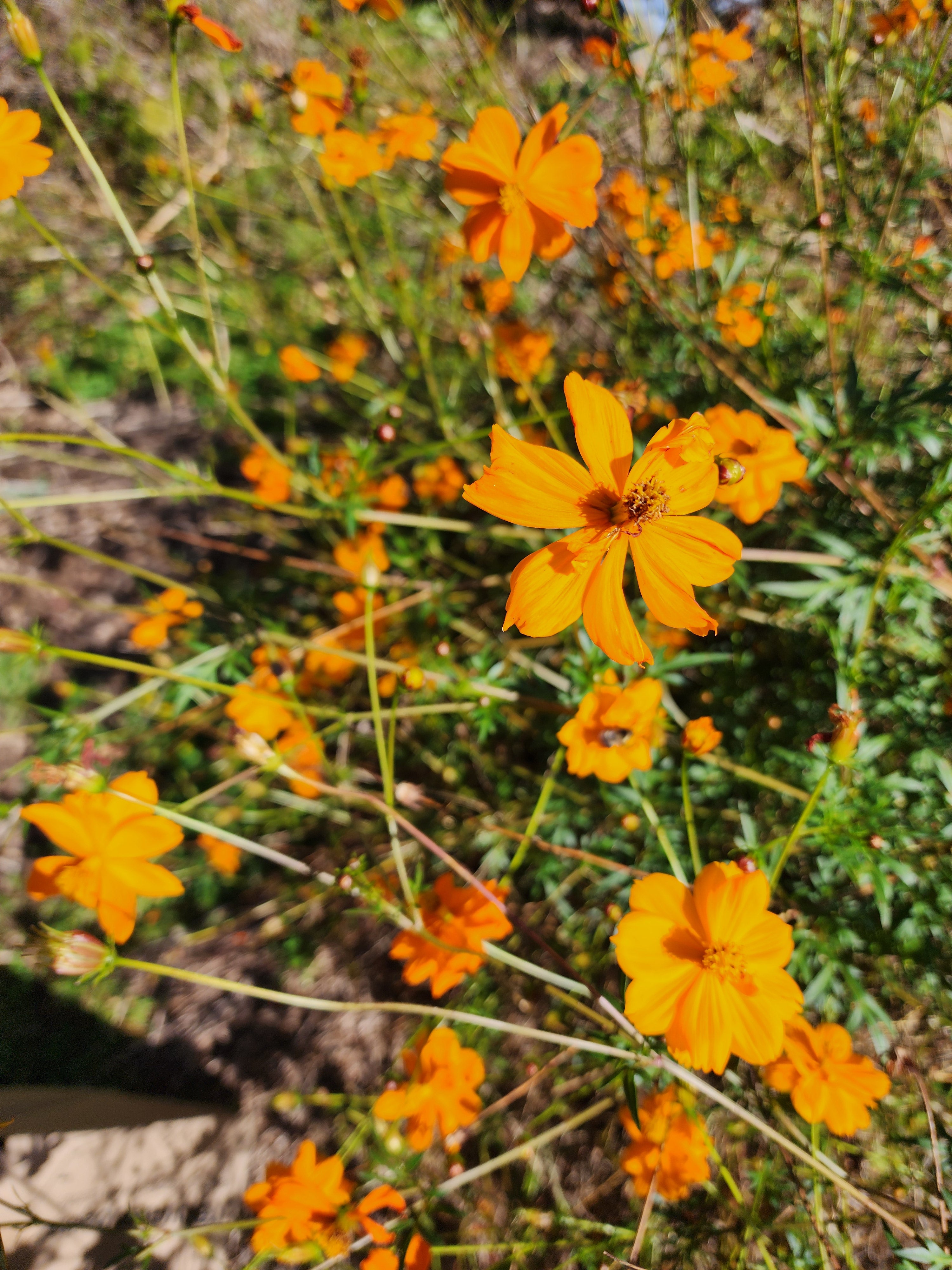 Cosmic Orange Cosmos