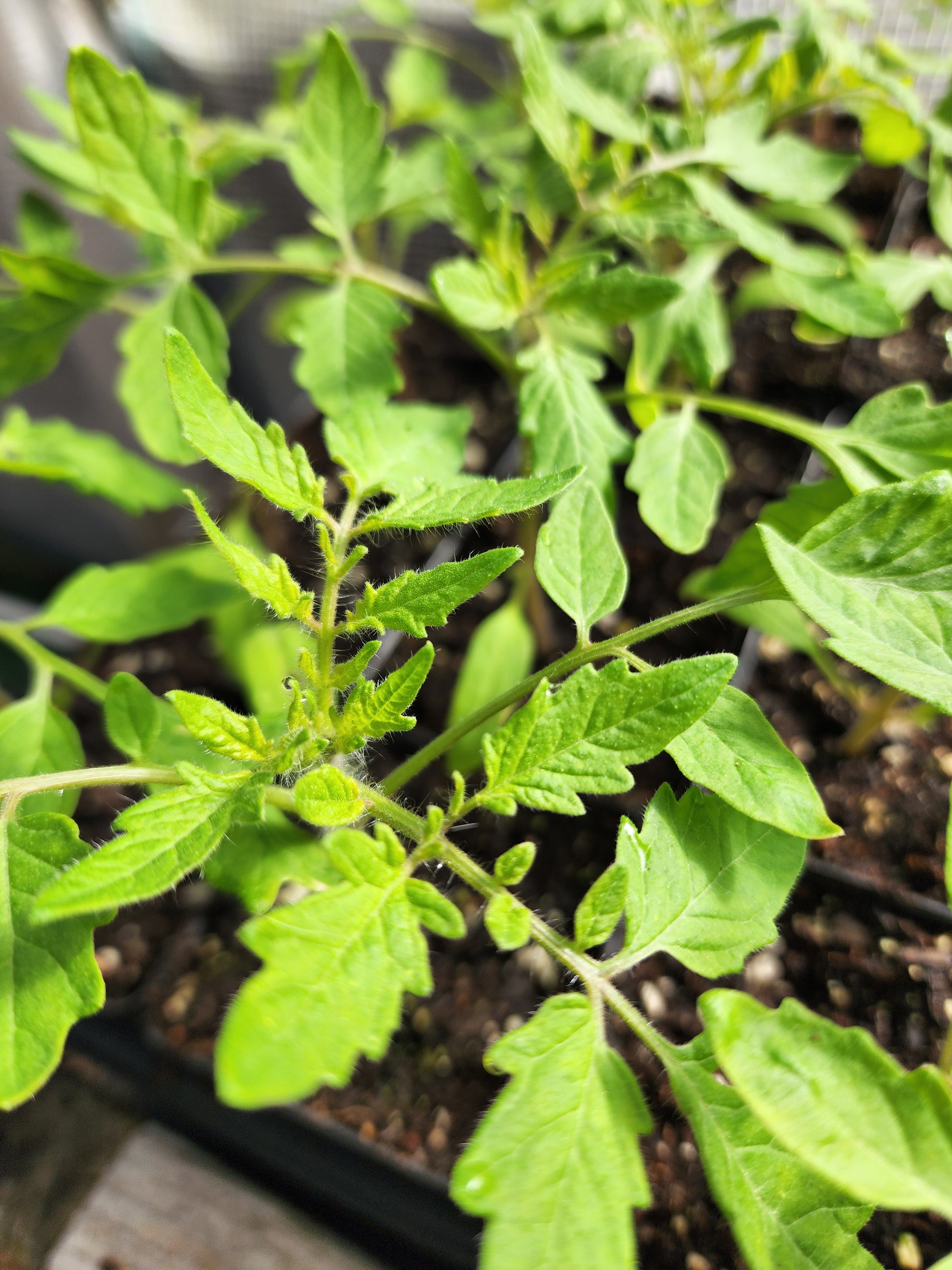 Raindrop Microdwarf Tomato
