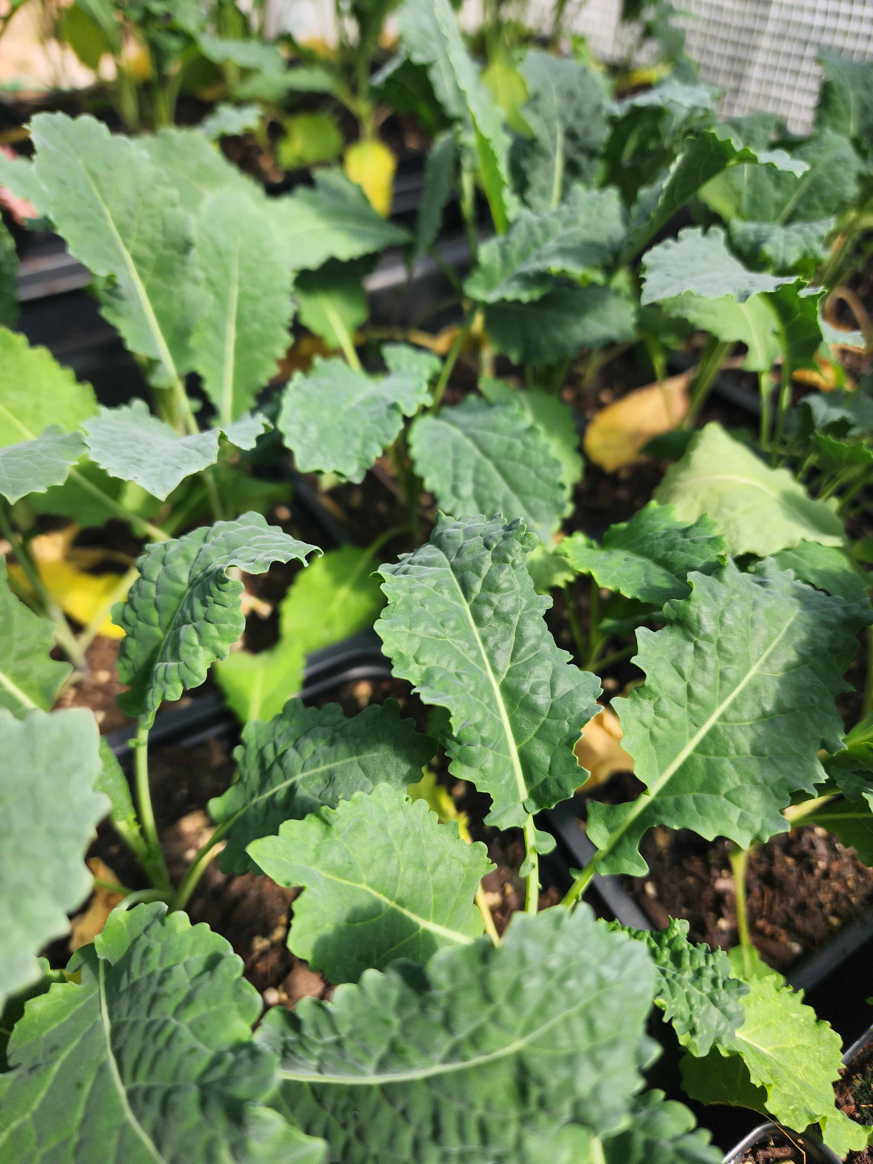 Dinosaur Kale