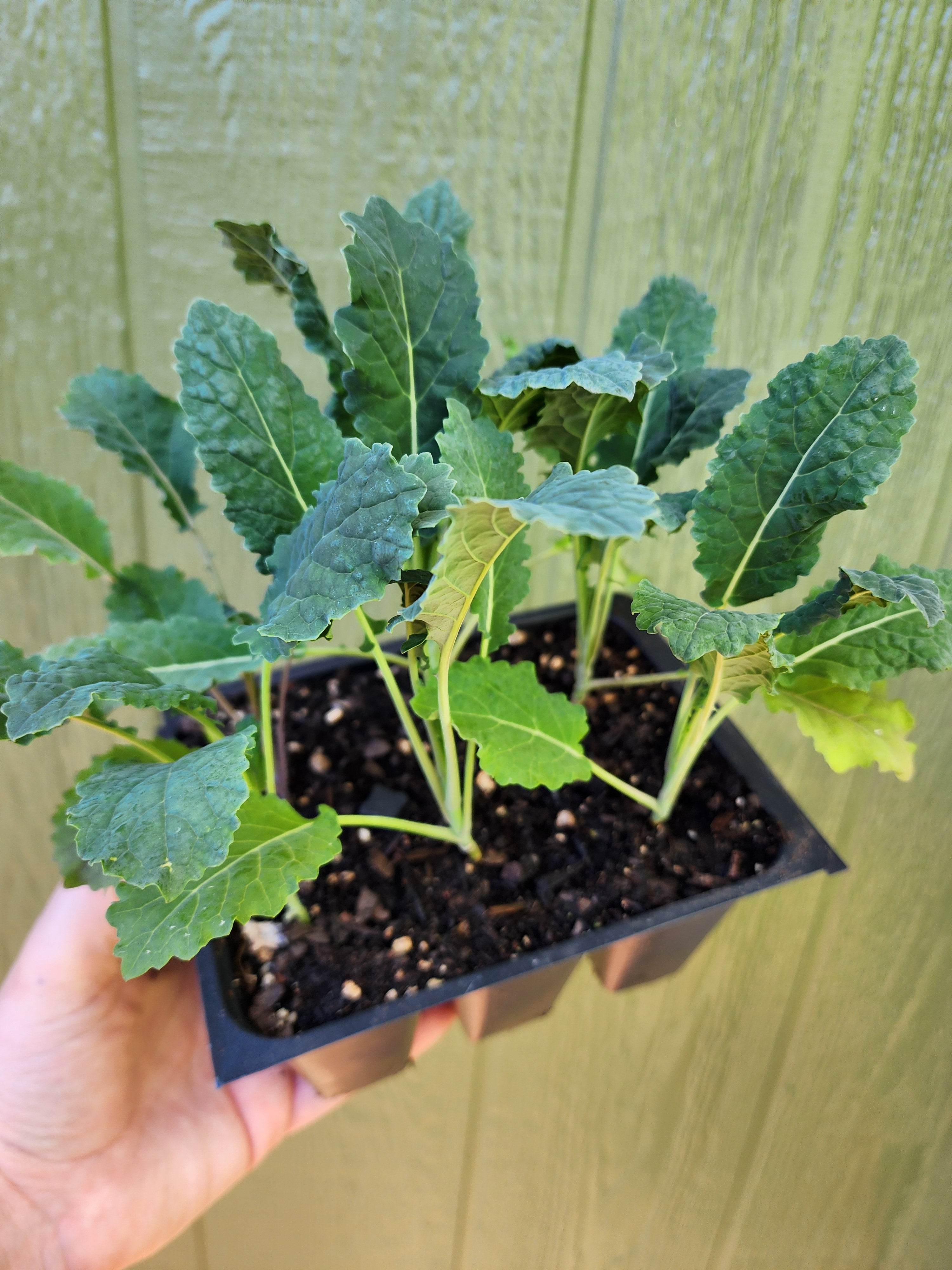 Dinosaur Kale