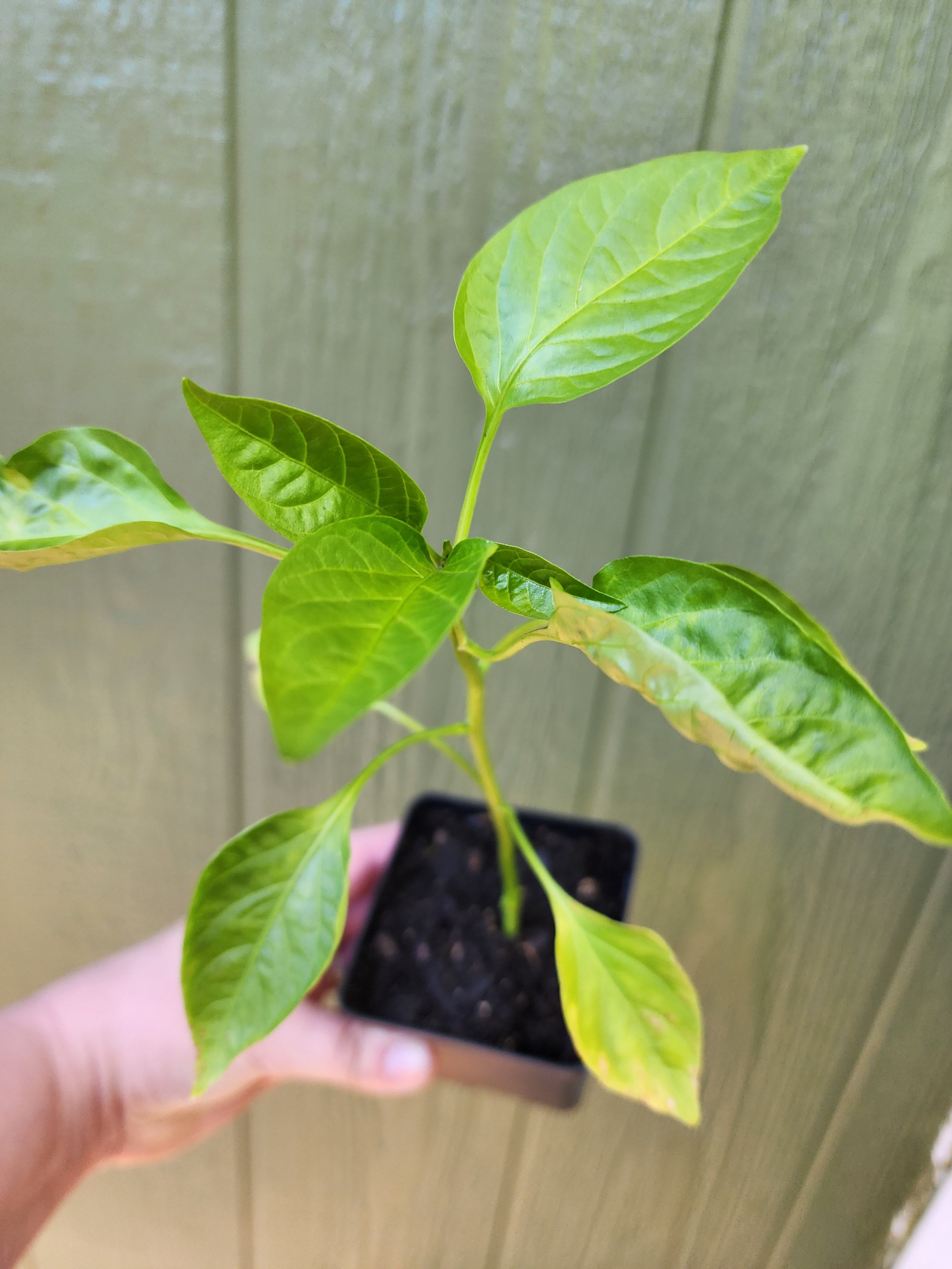 Emerald Giant Bell Pepper