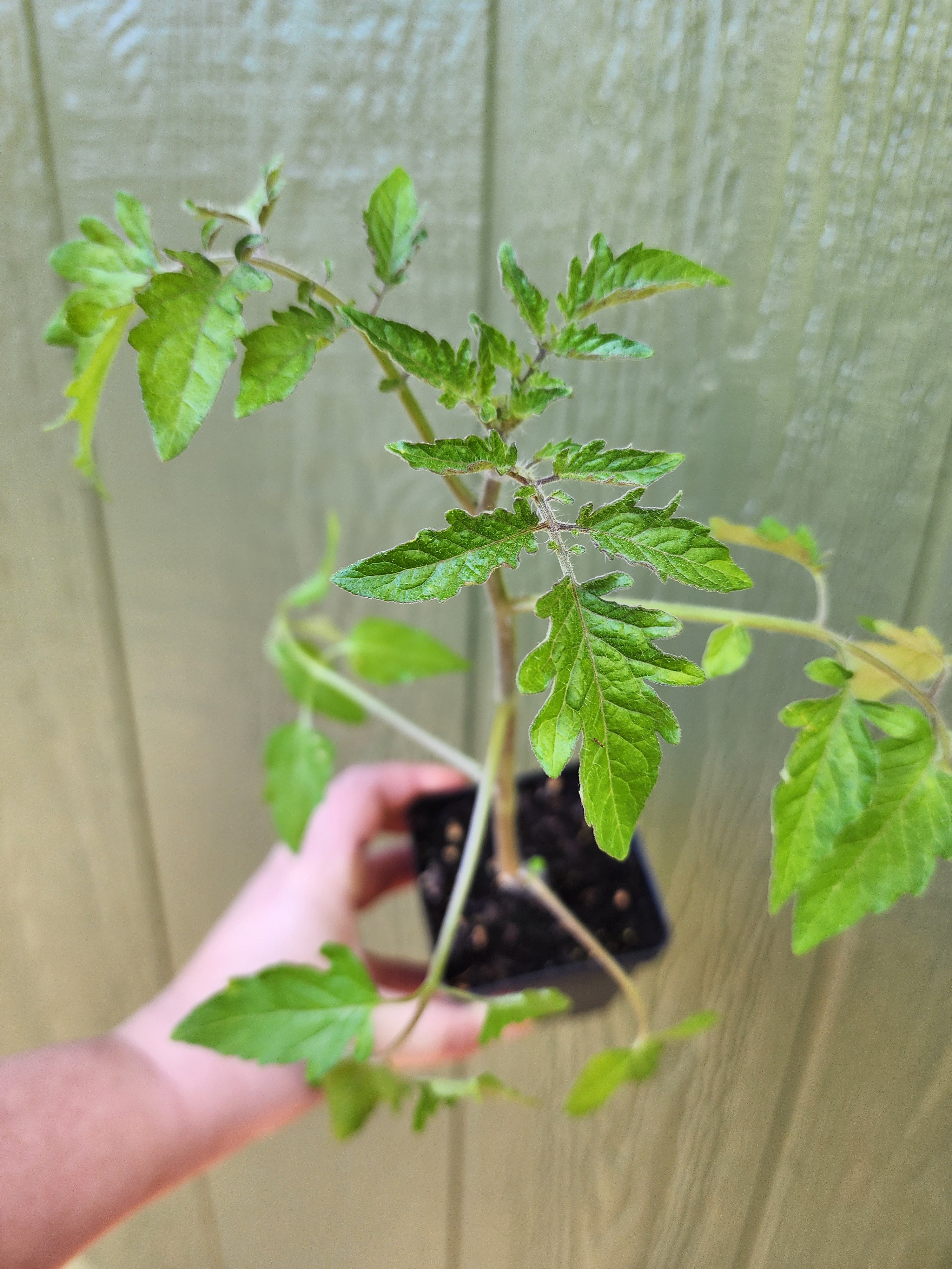 Sungold Cherry Tomato