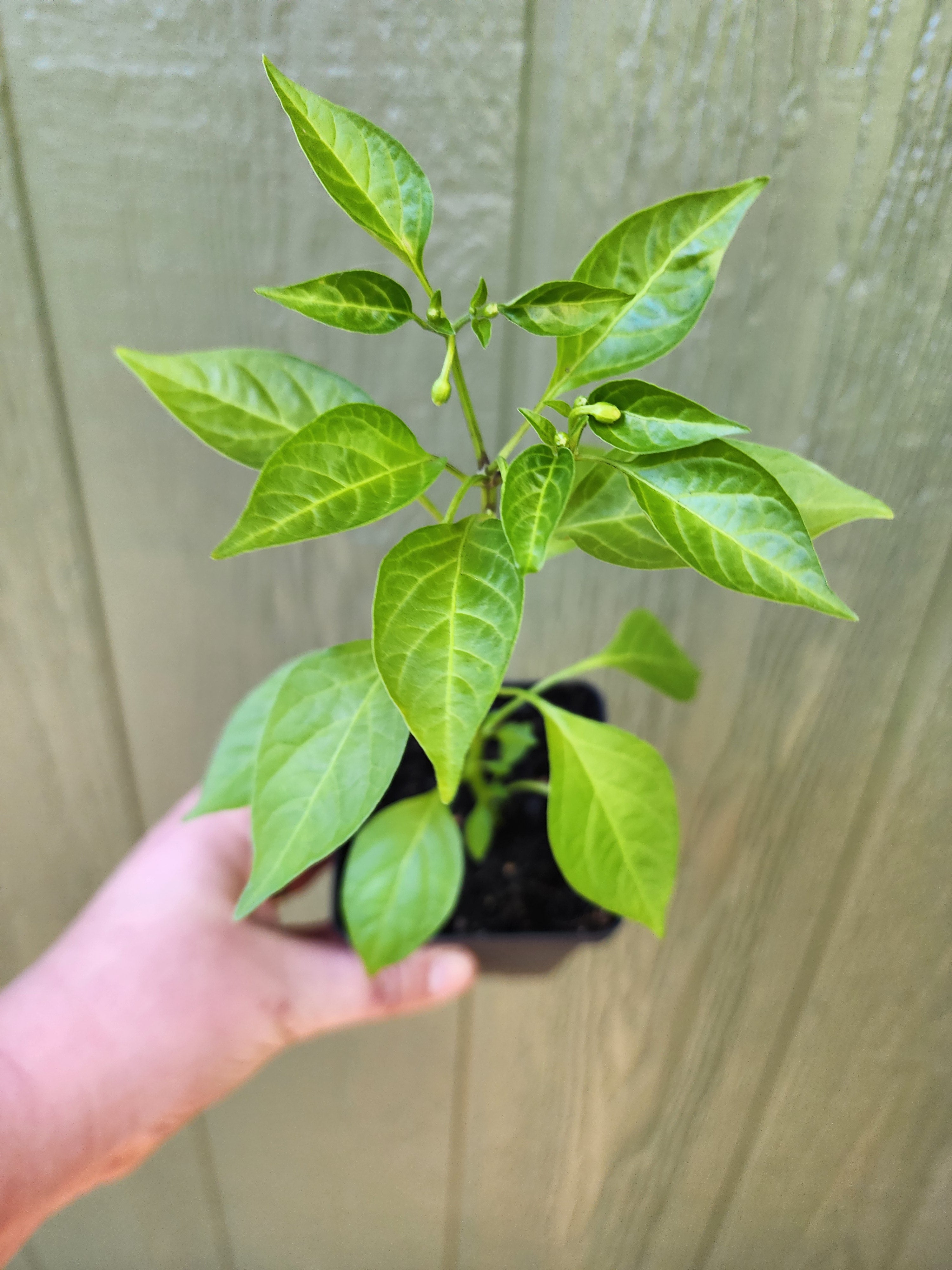 Hawk's Claw Hot Pepper