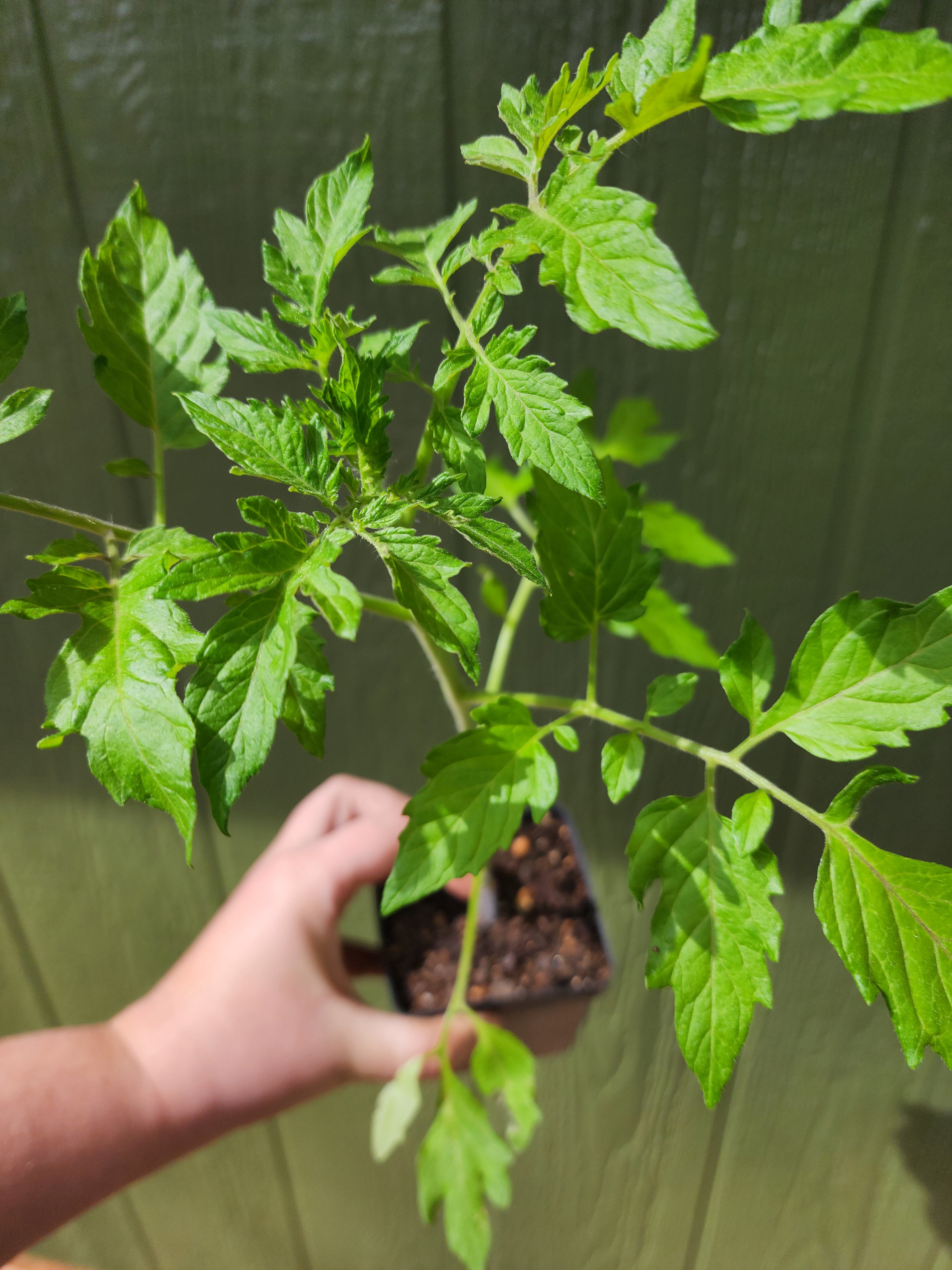Black Cherry Cherry Tomato