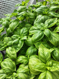 Genovese Basil