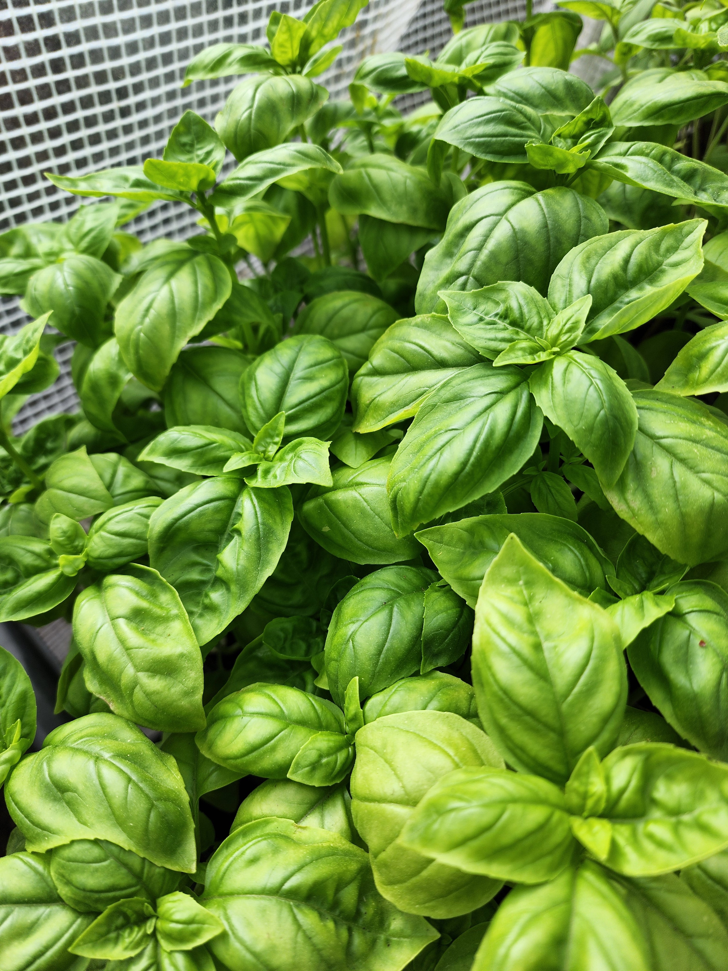 Genovese Basil