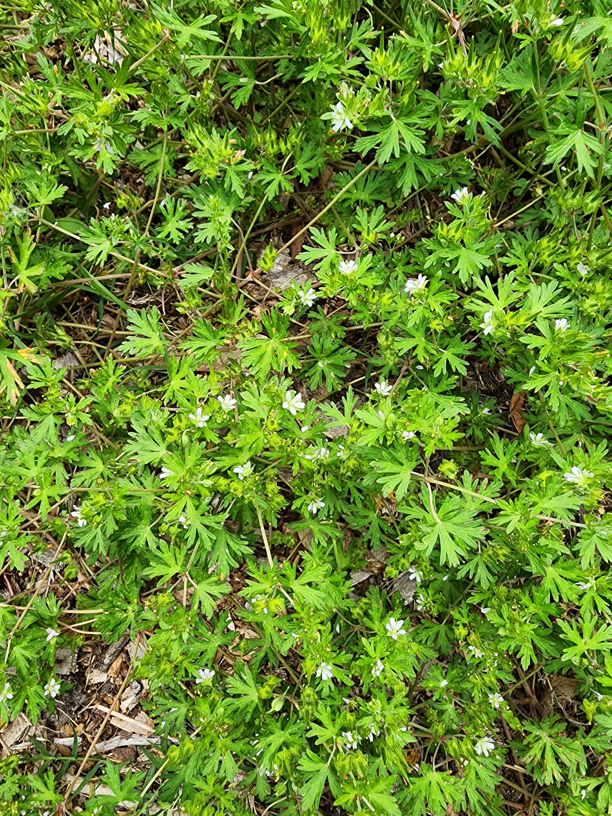 Carolina Geranium