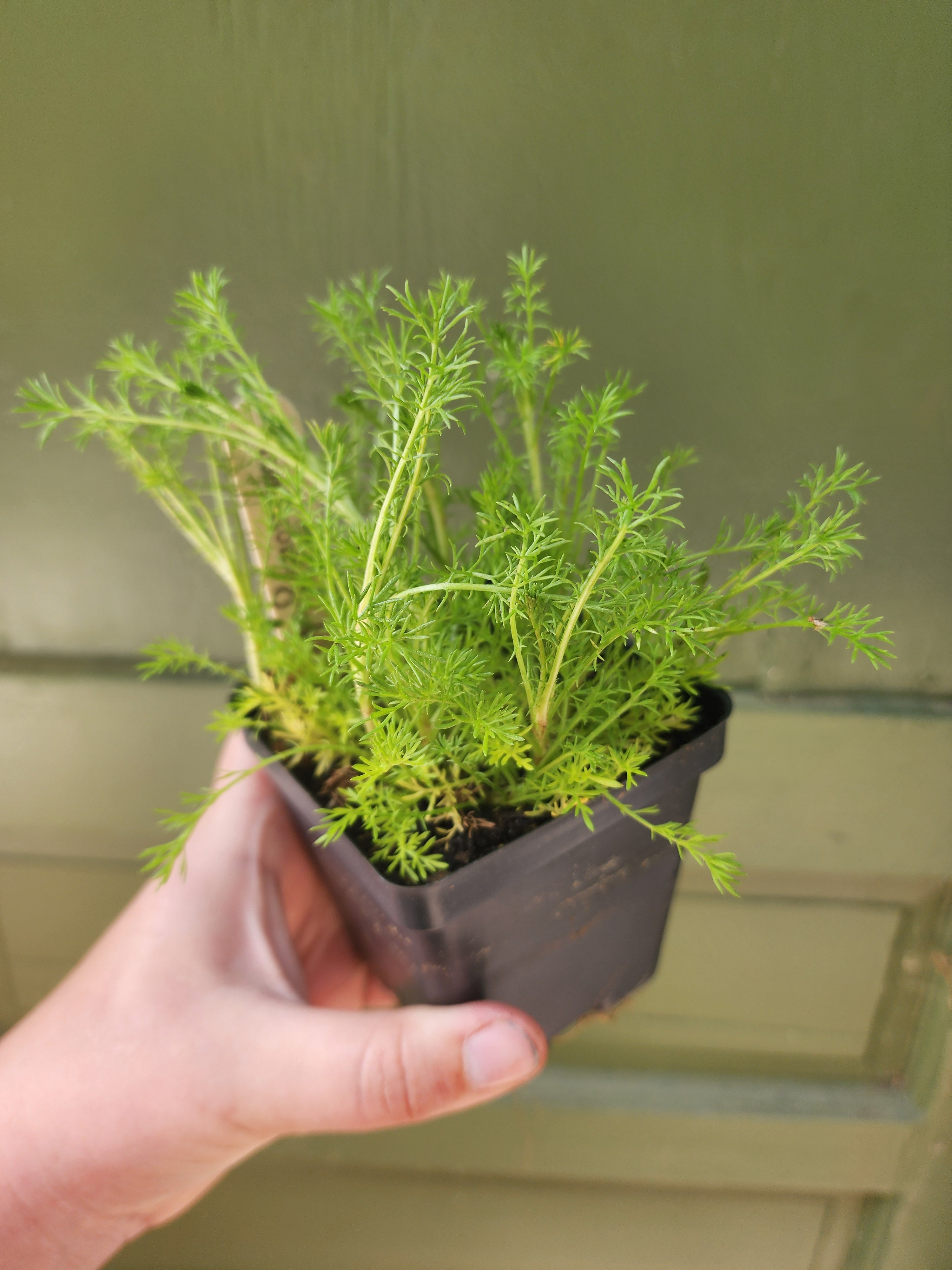 Roman Chamomile
