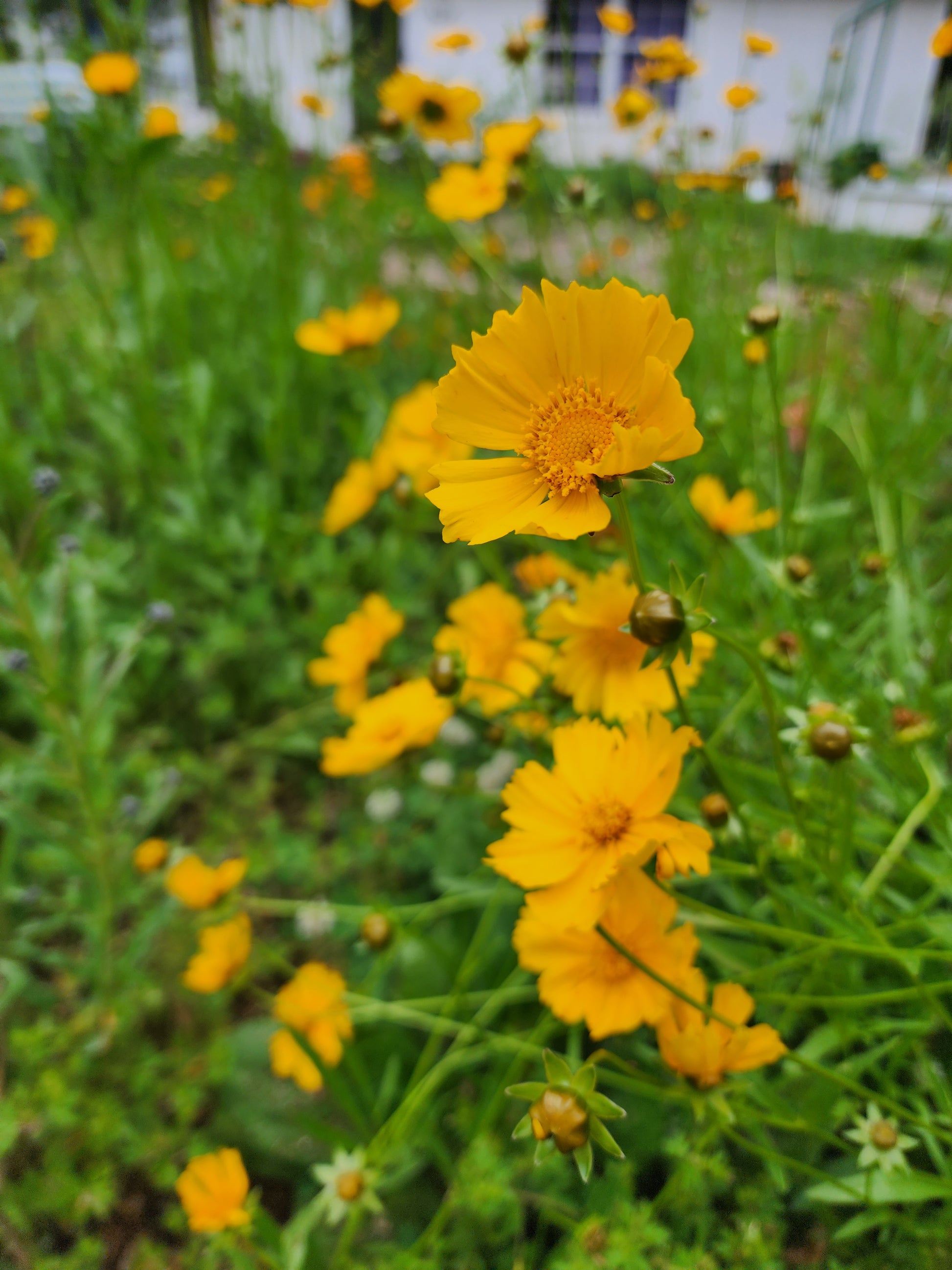 Lanceleaf Coreopsis