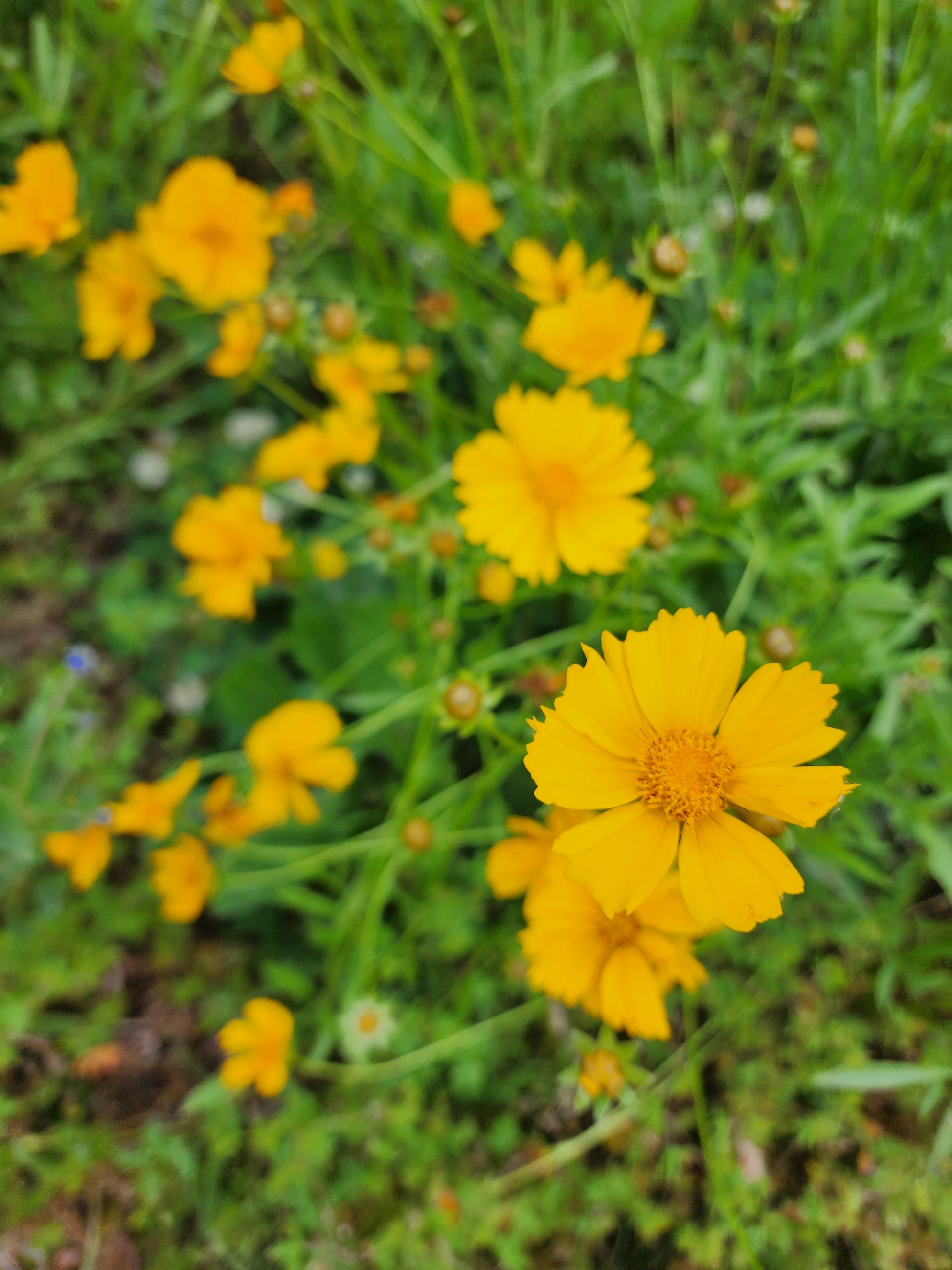 Lanceleaf Coreopsis