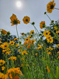 Lanceleaf Coreopsis