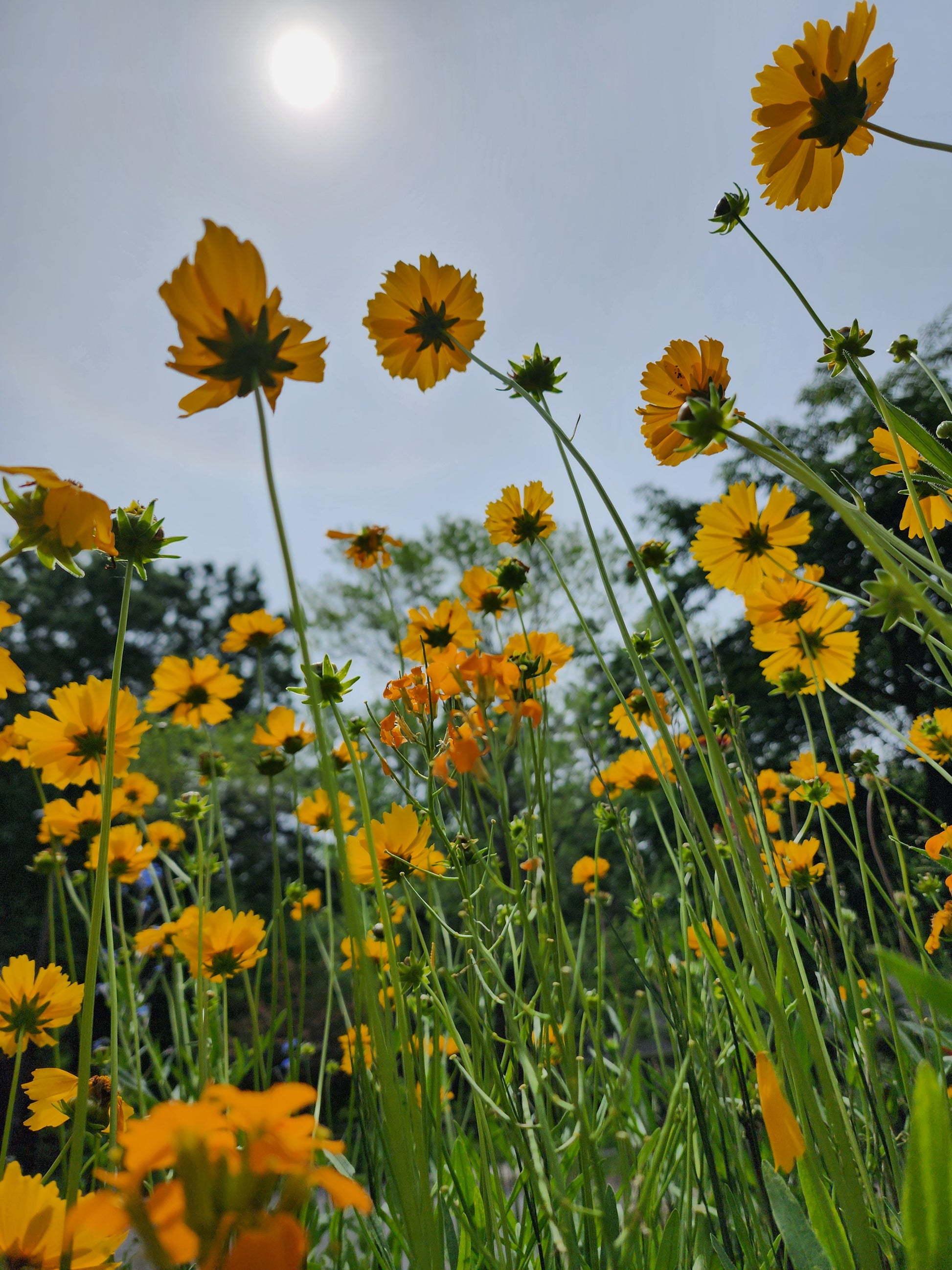 Lanceleaf Coreopsis