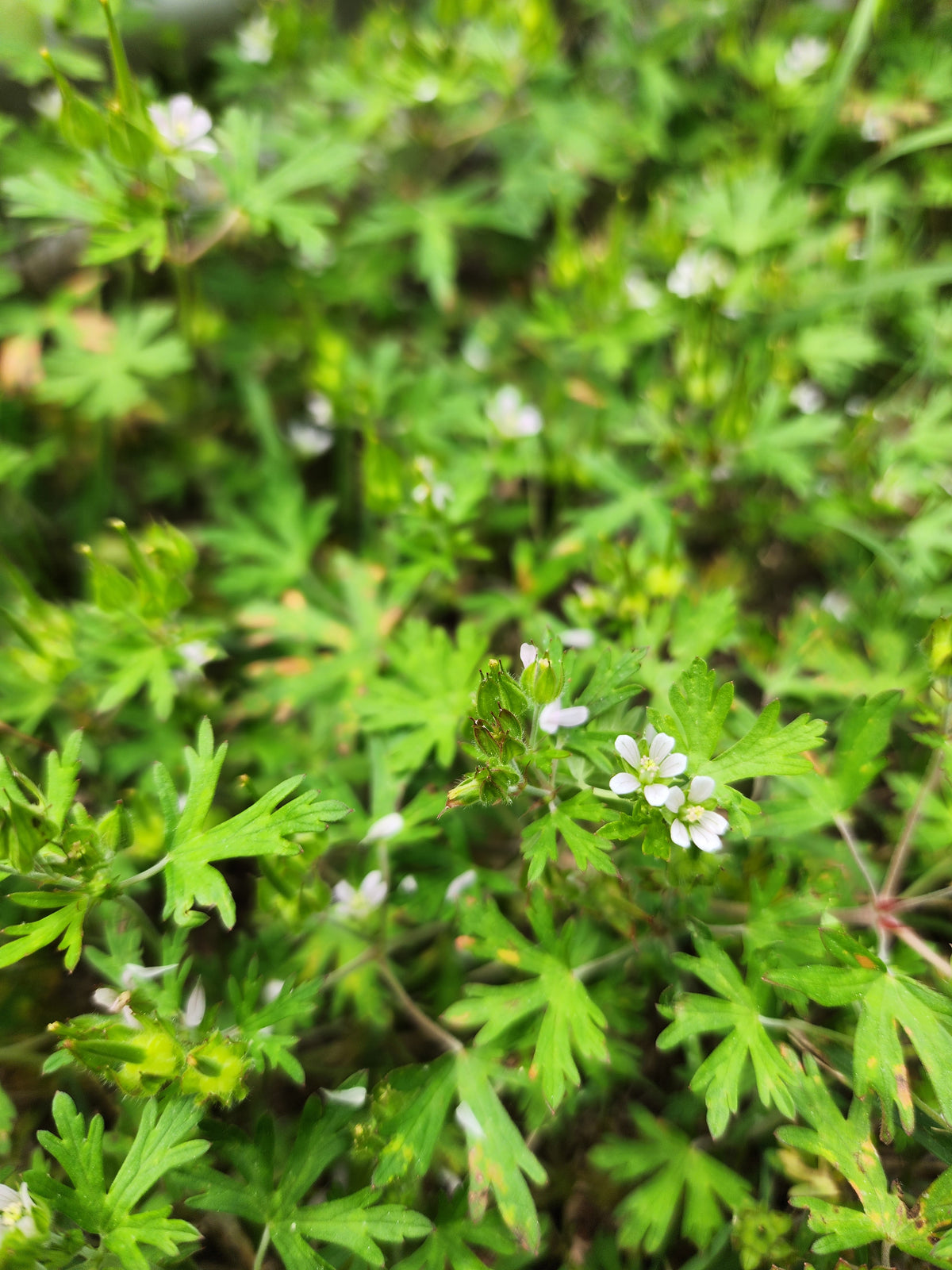 Carolina Geranium