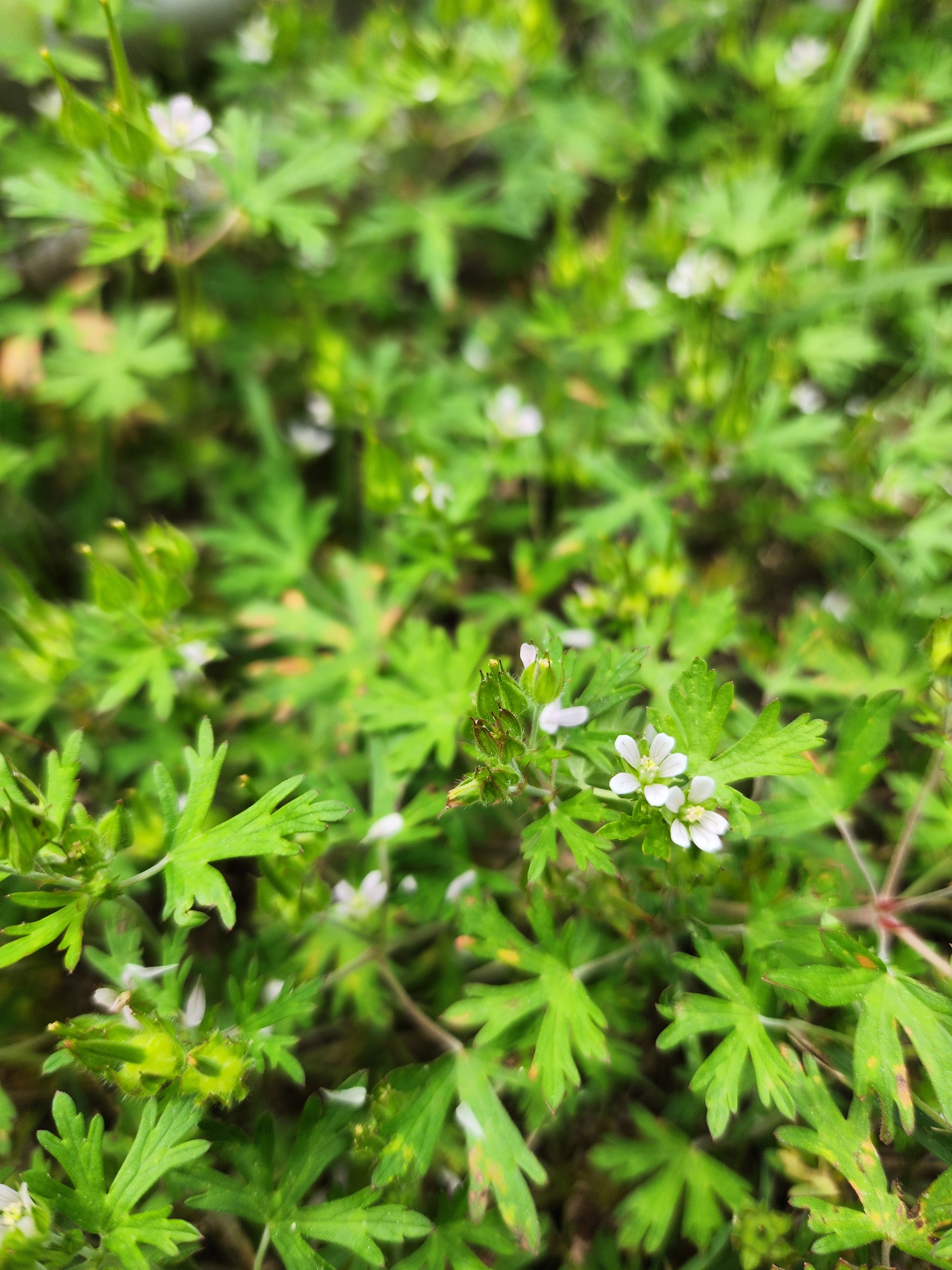 Carolina Geranium