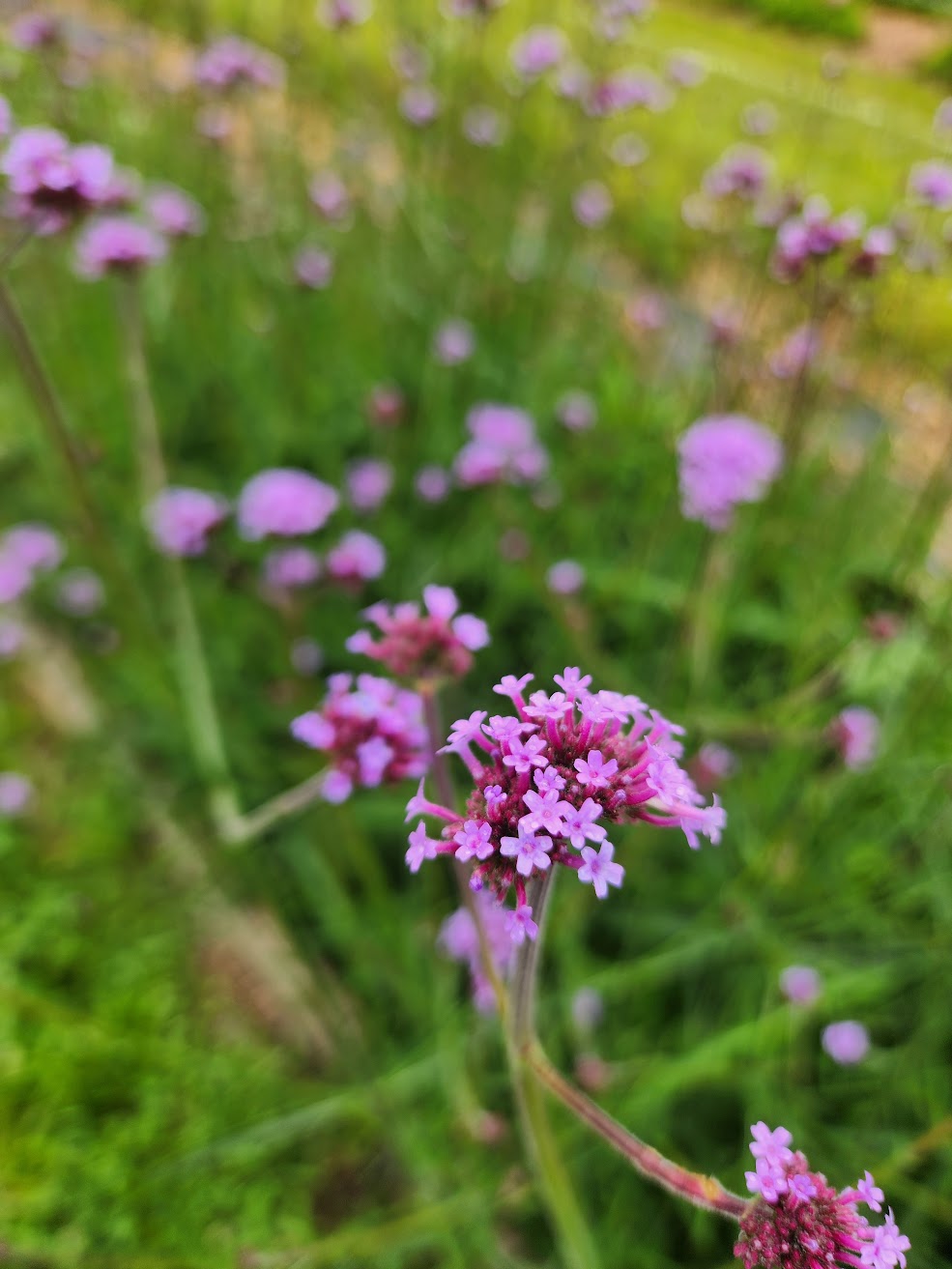 Verbena